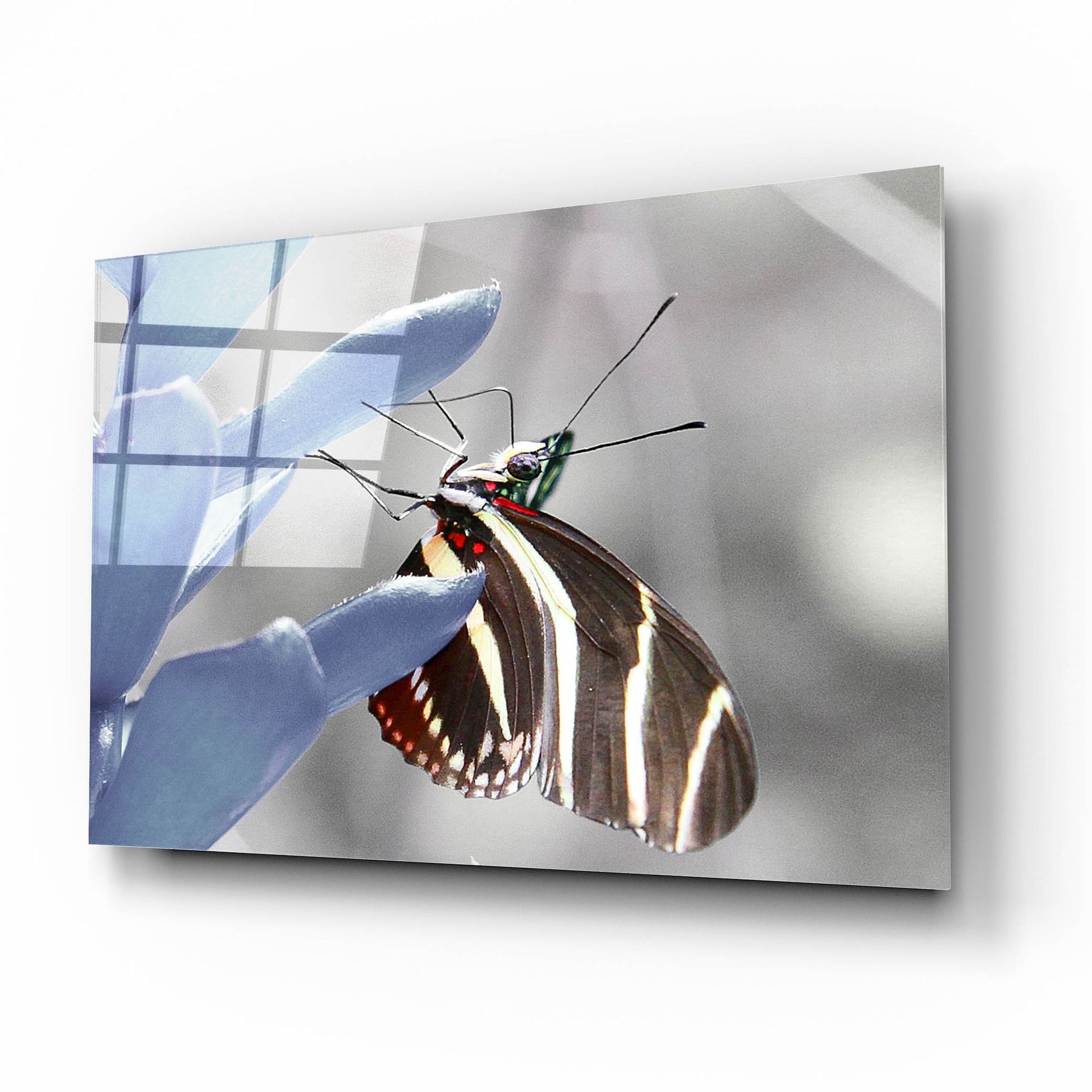 Epic Art 'Butterfly' by Dana Brett Munach, Acrylic Glass Wall Art,16x12