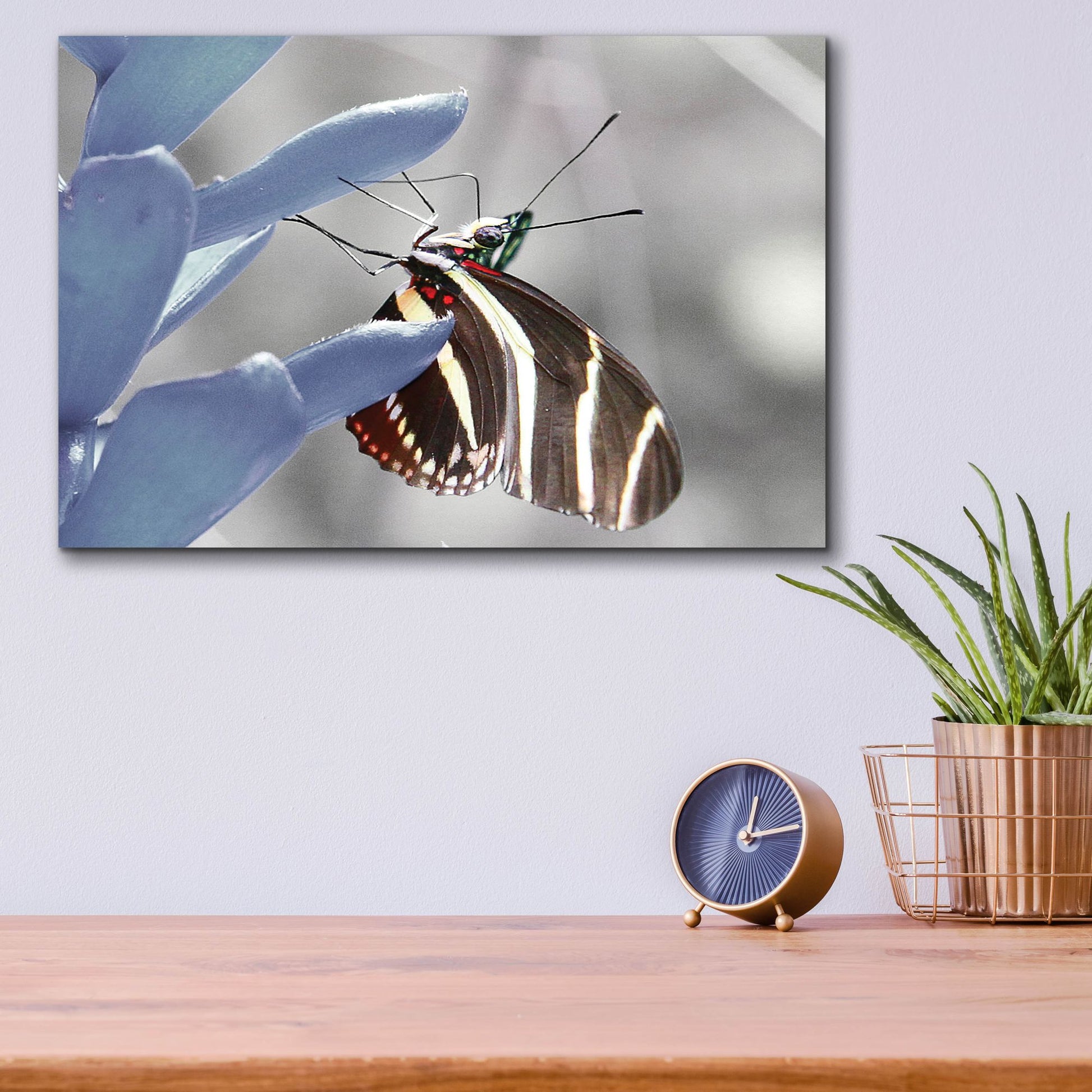 Epic Art 'Butterfly' by Dana Brett Munach, Acrylic Glass Wall Art,16x12