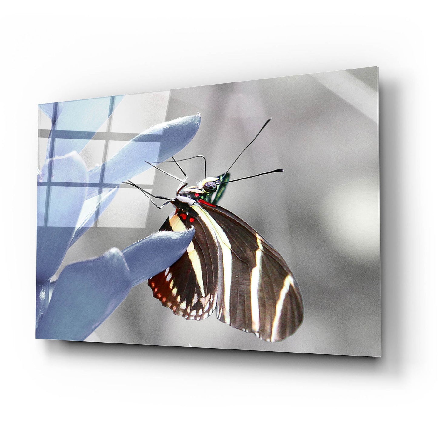 Epic Art 'Butterfly' by Dana Brett Munach, Acrylic Glass Wall Art,24x16