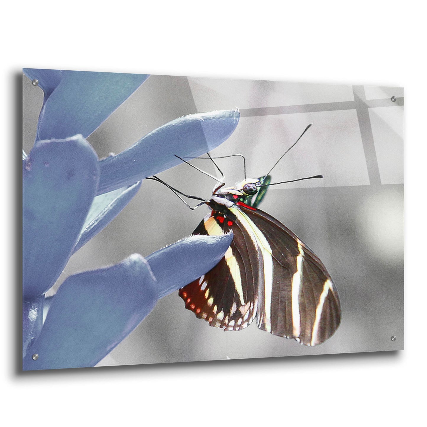 Epic Art 'Butterfly' by Dana Brett Munach, Acrylic Glass Wall Art,36x24