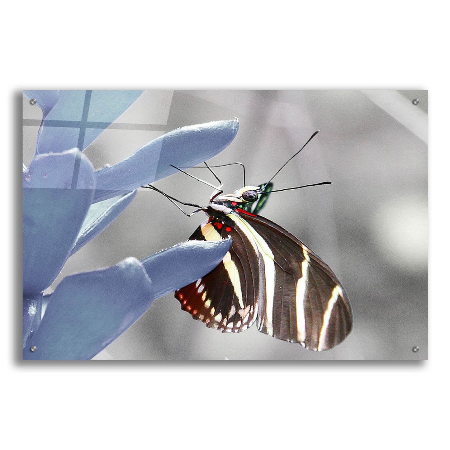 Epic Art 'Butterfly' by Dana Brett Munach, Acrylic Glass Wall Art,36x24