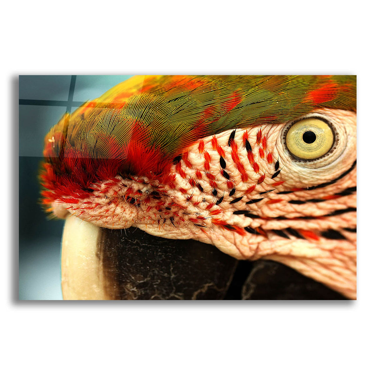 Epic Art 'Polly' by Dana Brett Munach, Acrylic Glass Wall Art