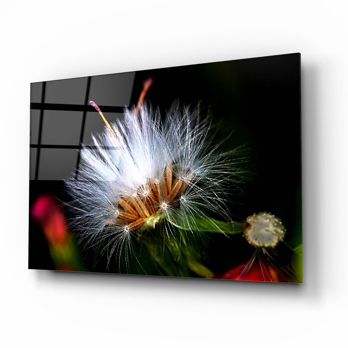 Epic Art 'Snow Flower' by Dana Brett Munach, Acrylic Glass Wall Art,16x12