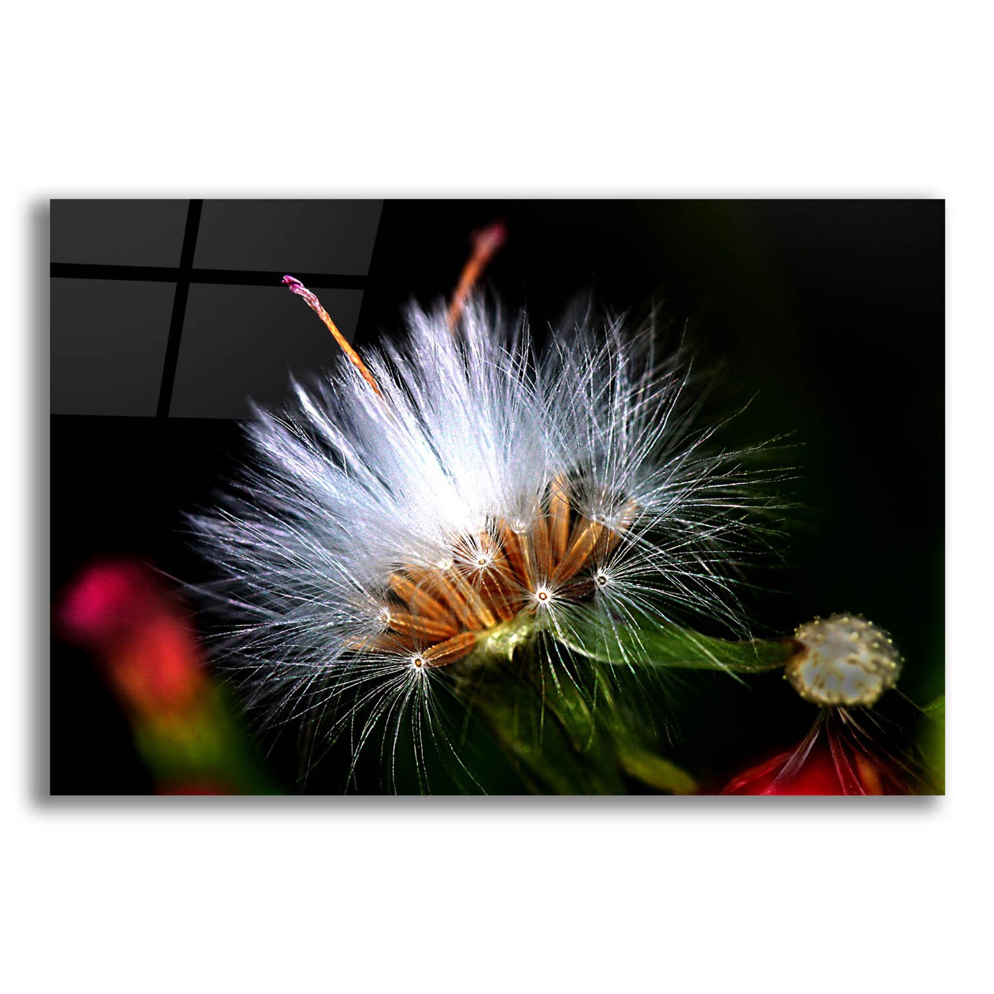 Glass Wall Art Dandelion floral white 