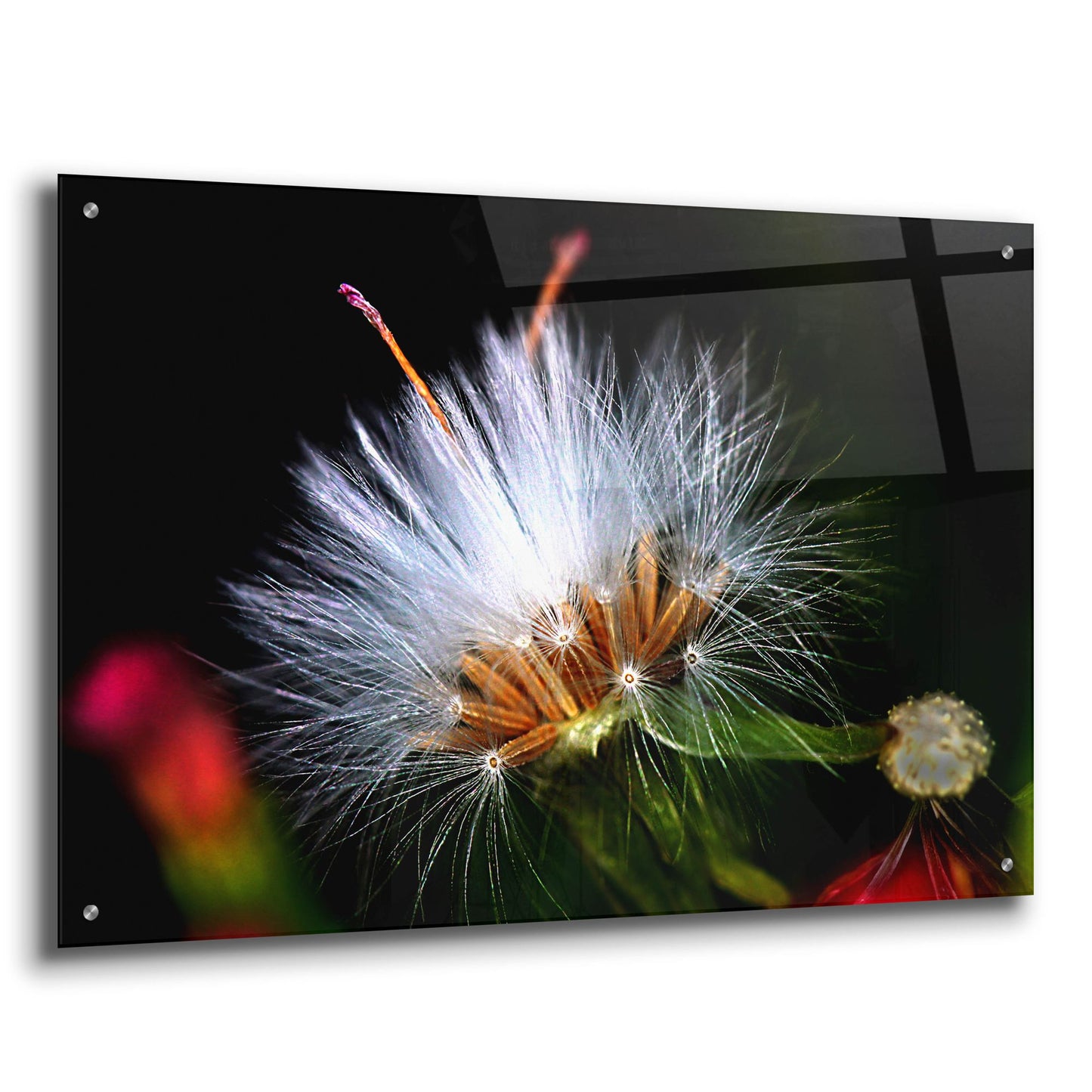 Epic Art 'Snow Flower' by Dana Brett Munach, Acrylic Glass Wall Art,36x24