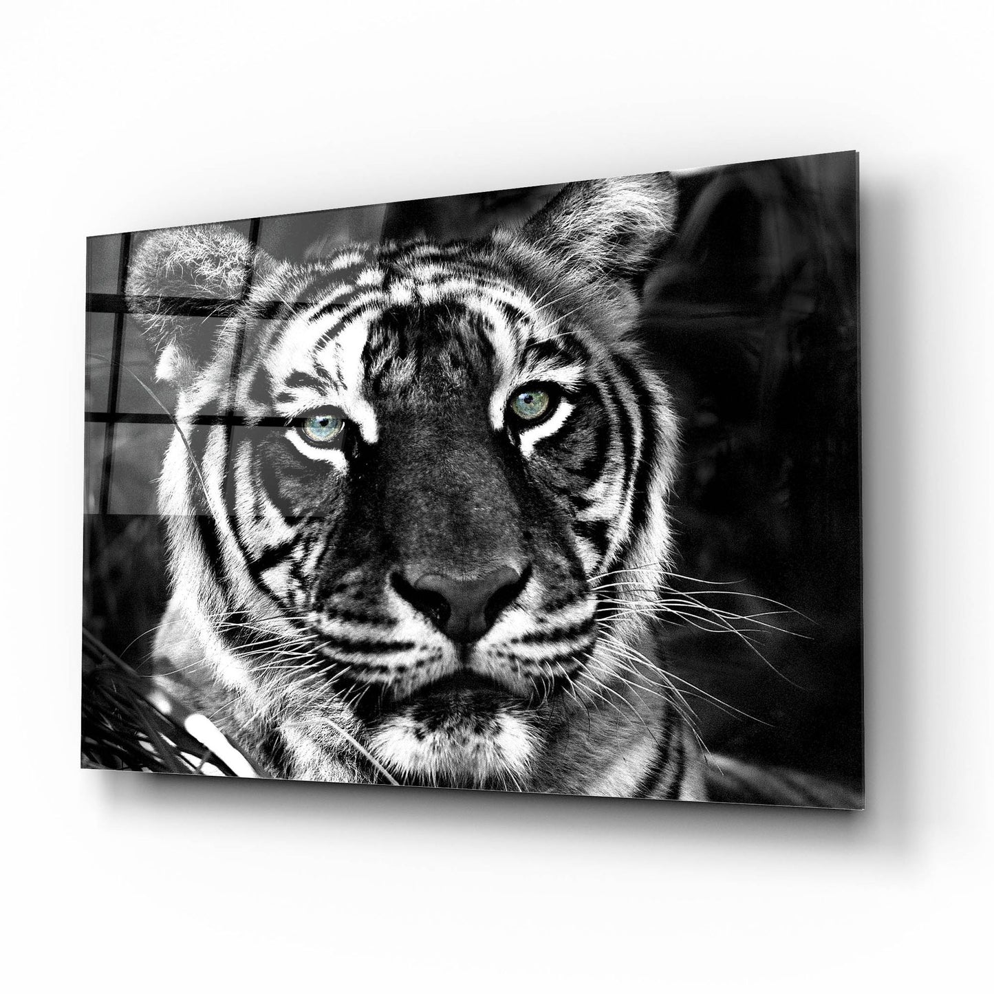 Epic Art 'The Observer Black & White' by Dana Brett Munach, Acrylic Glass Wall Art,16x12