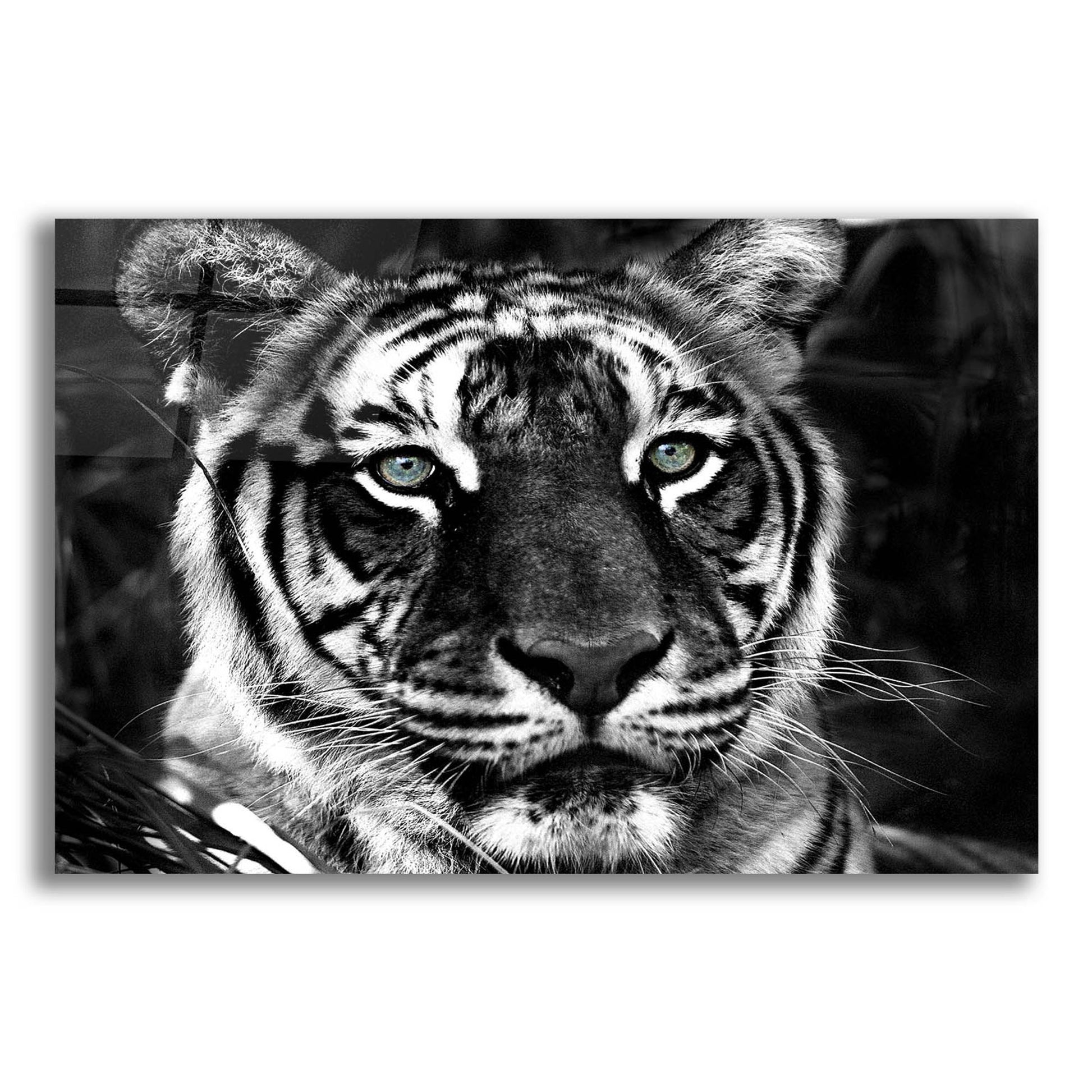 Epic Art 'The Observer Black & White' by Dana Brett Munach, Acrylic Glass Wall Art,16x12