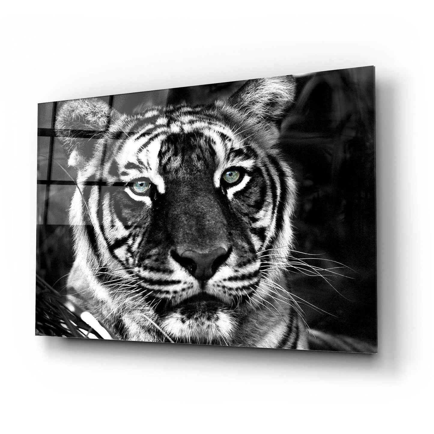 Epic Art 'The Observer Black & White' by Dana Brett Munach, Acrylic Glass Wall Art,24x16