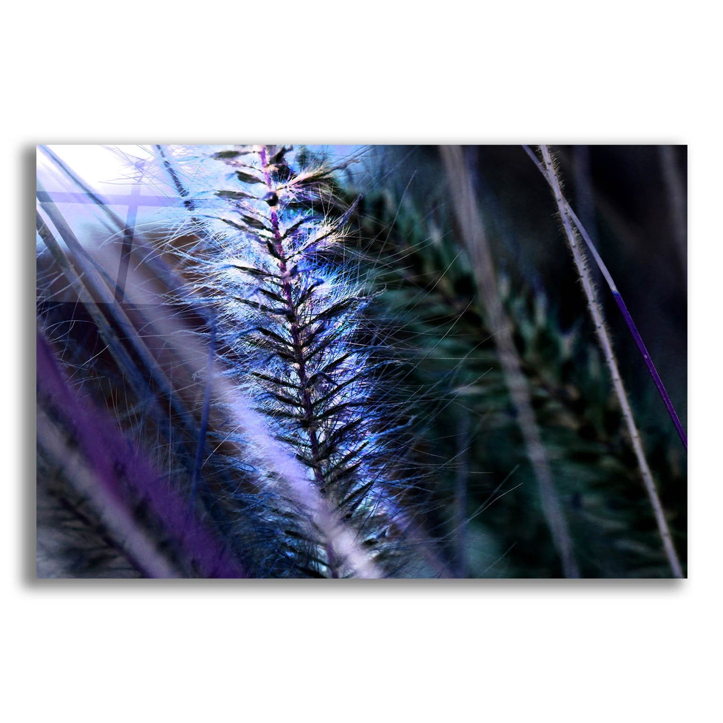 Epic Art 'Willow' by Dana Brett Munach, Acrylic Glass Wall Art,16x12