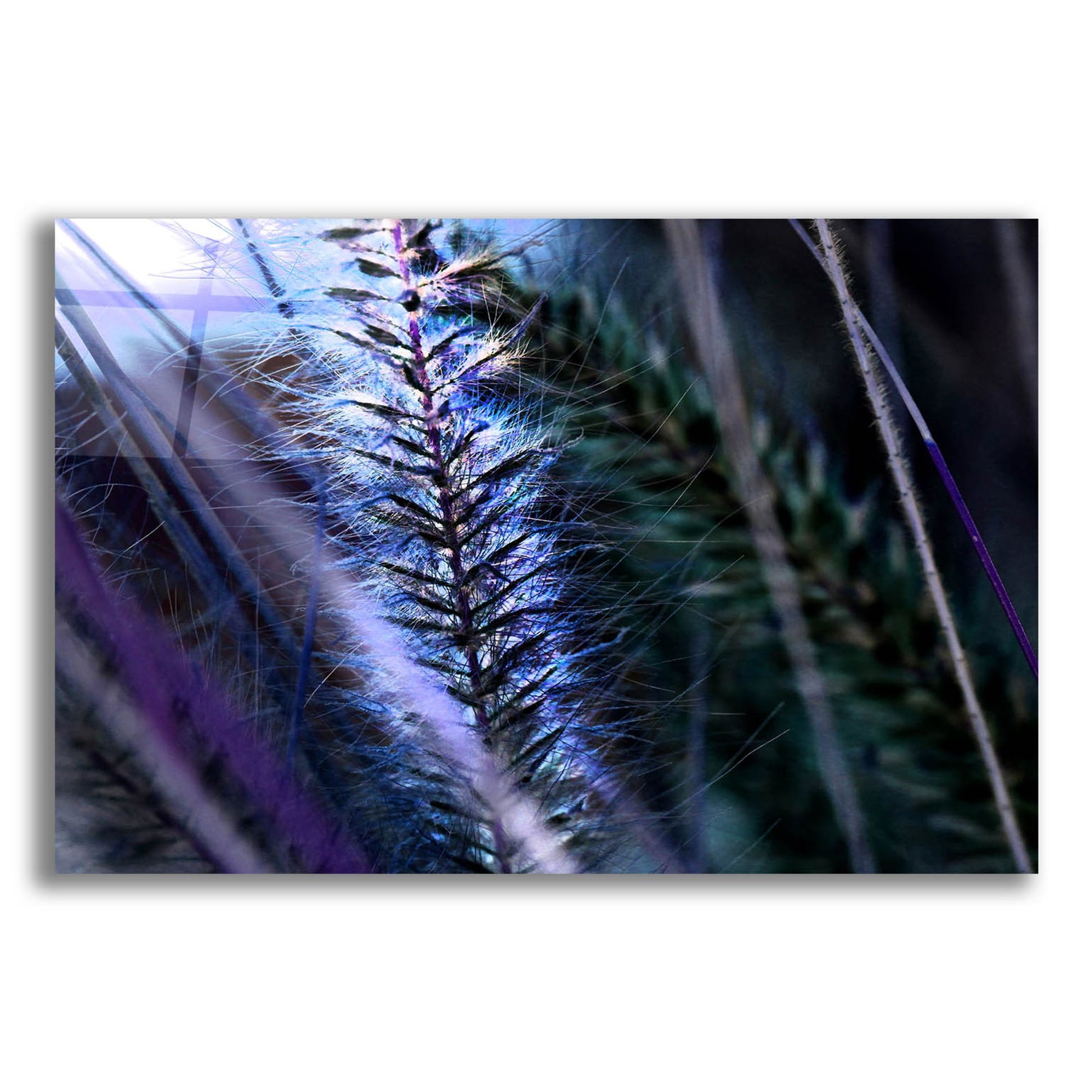 Epic Art 'Willow' by Dana Brett Munach, Acrylic Glass Wall Art,24x16