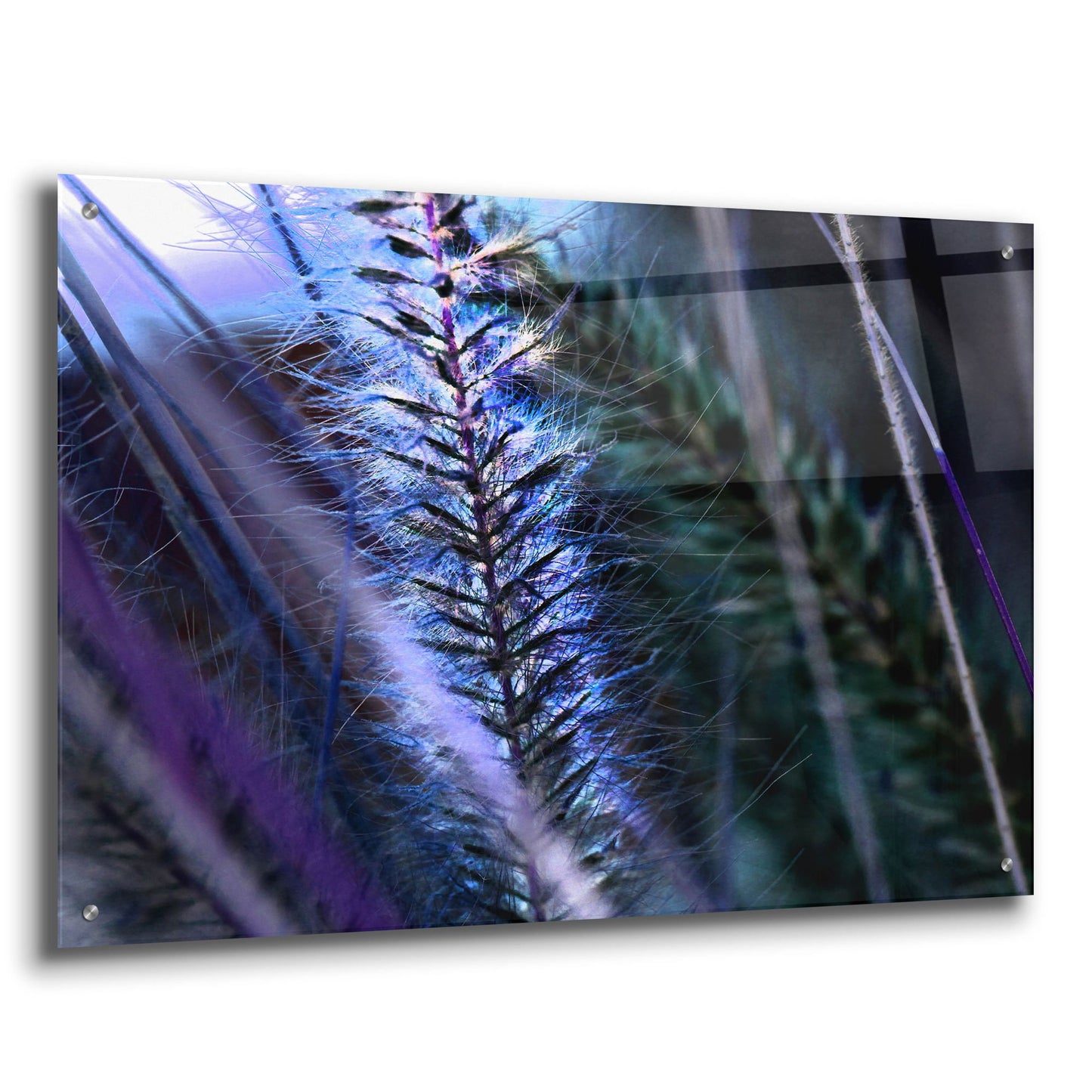 Epic Art 'Willow' by Dana Brett Munach, Acrylic Glass Wall Art,36x24