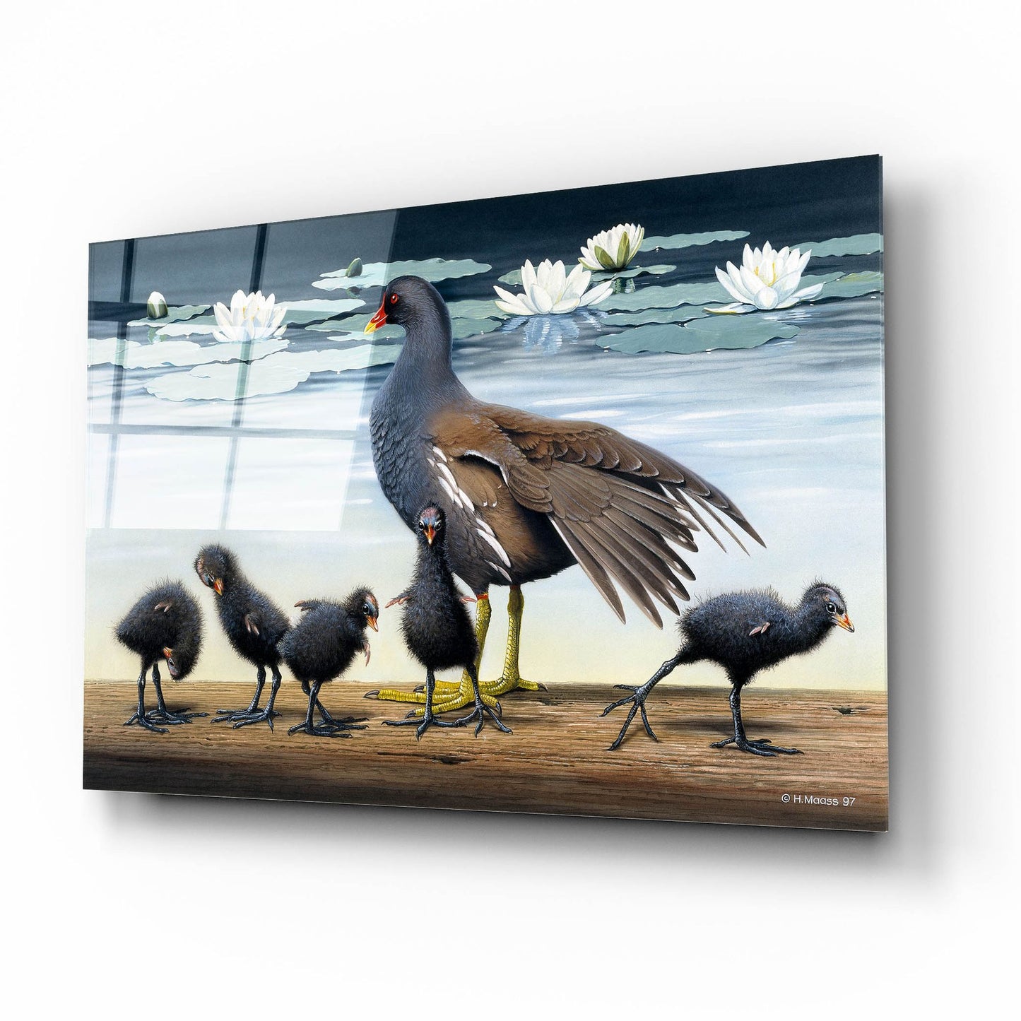 Epic Art 'Common Gallinule With Chicken And Water-Lilies' by Harro Maass, Acrylic Glass Wall Art,16x12