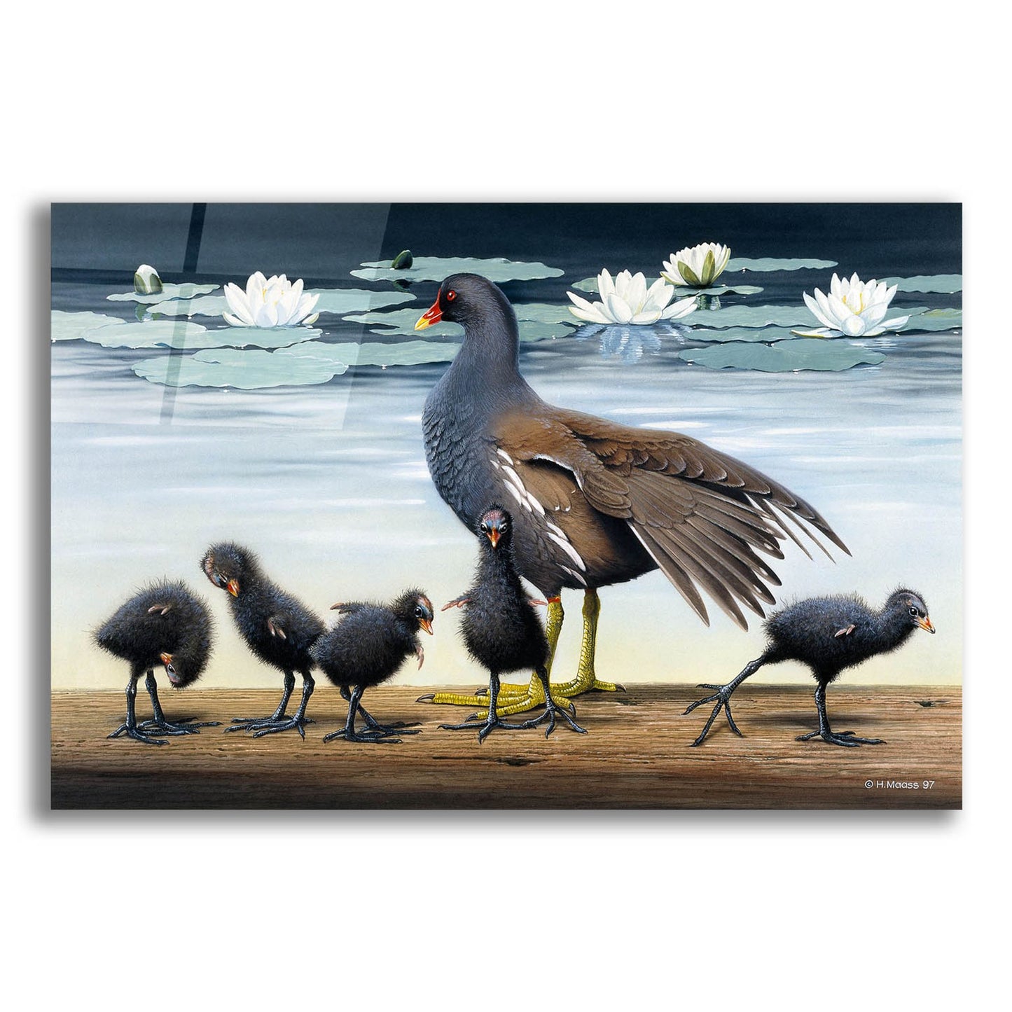 Epic Art 'Common Gallinule With Chicken And Water-Lilies' by Harro Maass, Acrylic Glass Wall Art,16x12