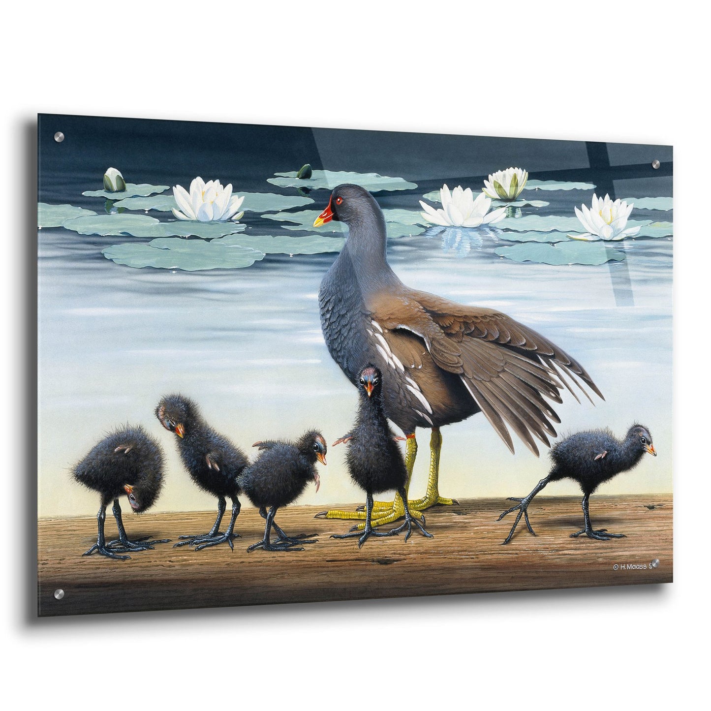 Epic Art 'Common Gallinule With Chicken And Water-Lilies' by Harro Maass, Acrylic Glass Wall Art,36x24