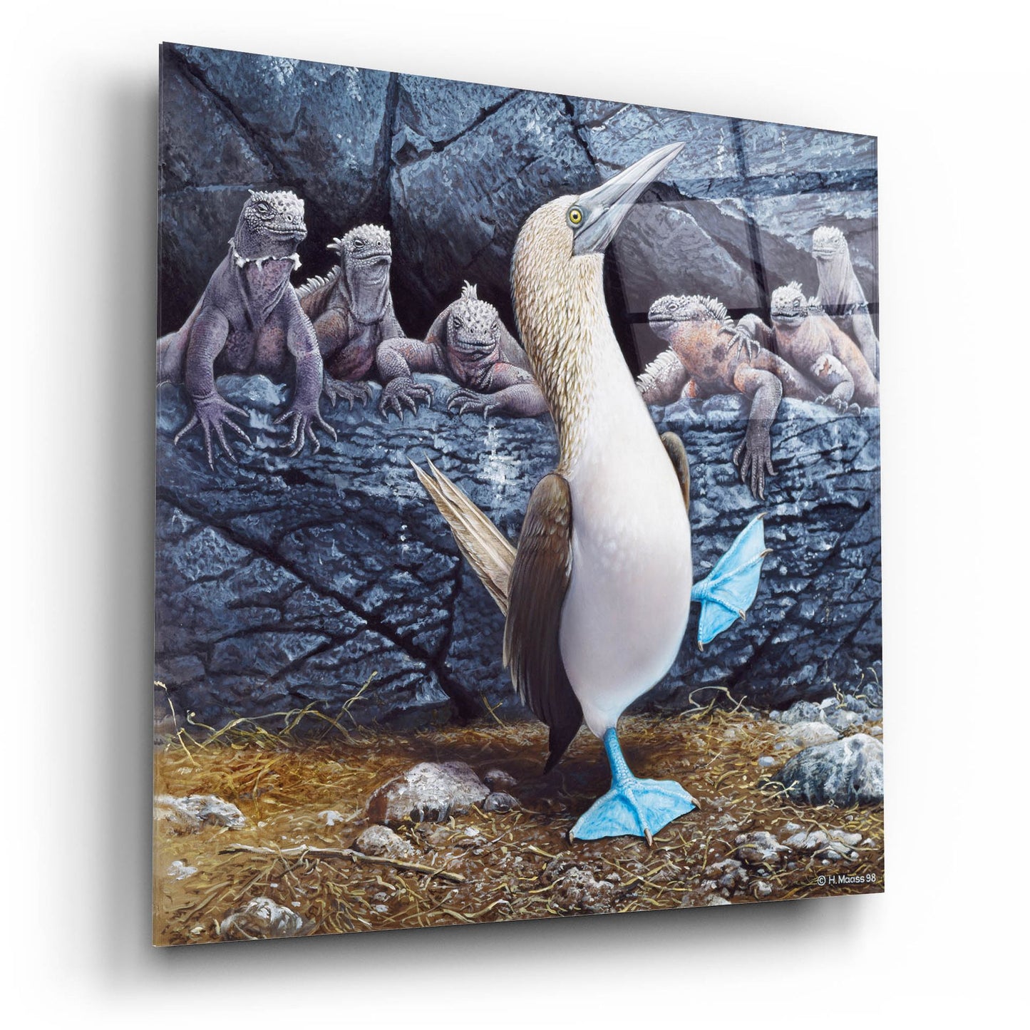 Epic Art 'Blue Footed Boobies' by Harro Maass, Acrylic Glass Wall Art,12x12