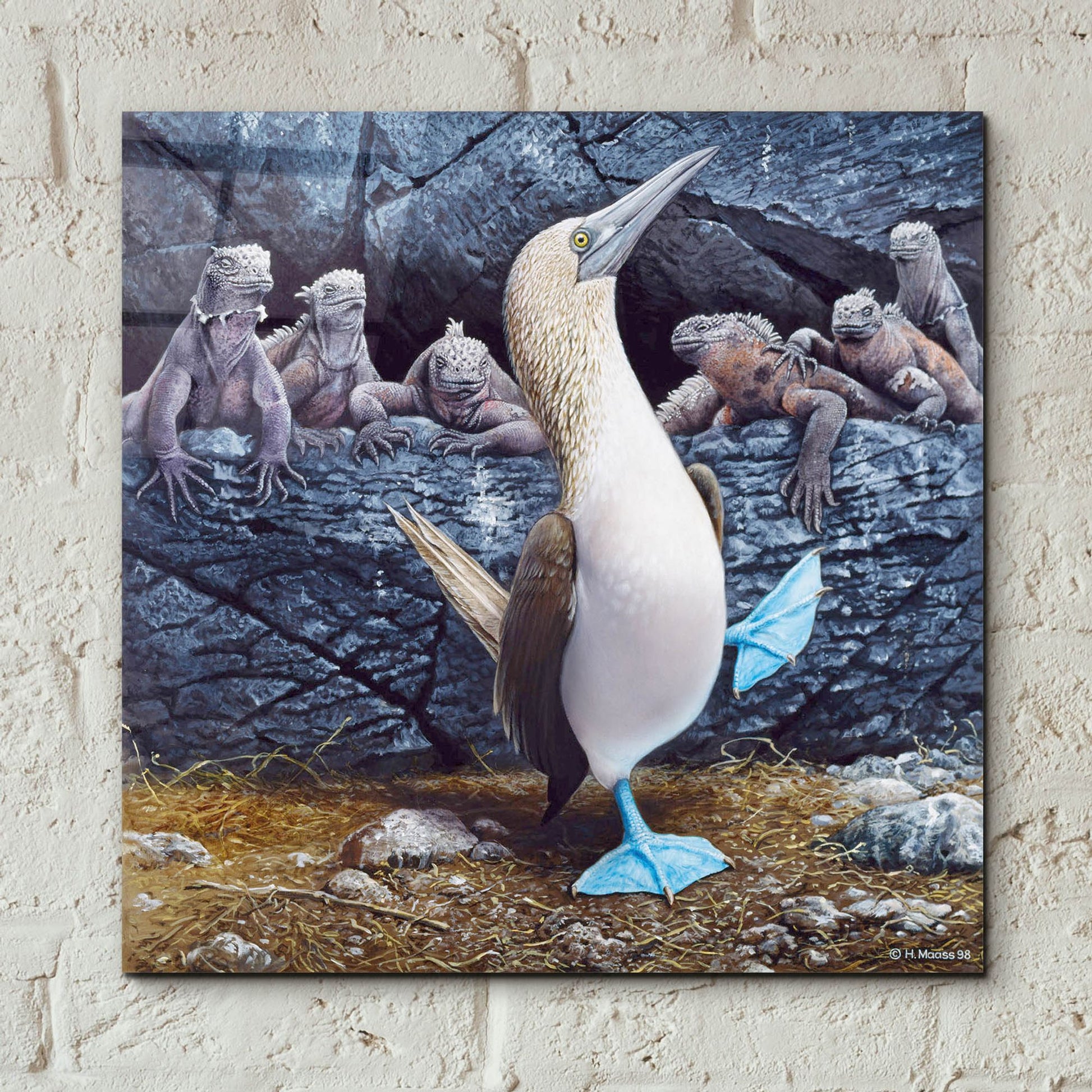 Epic Art 'Blue Footed Boobies' by Harro Maass, Acrylic Glass Wall Art,12x12