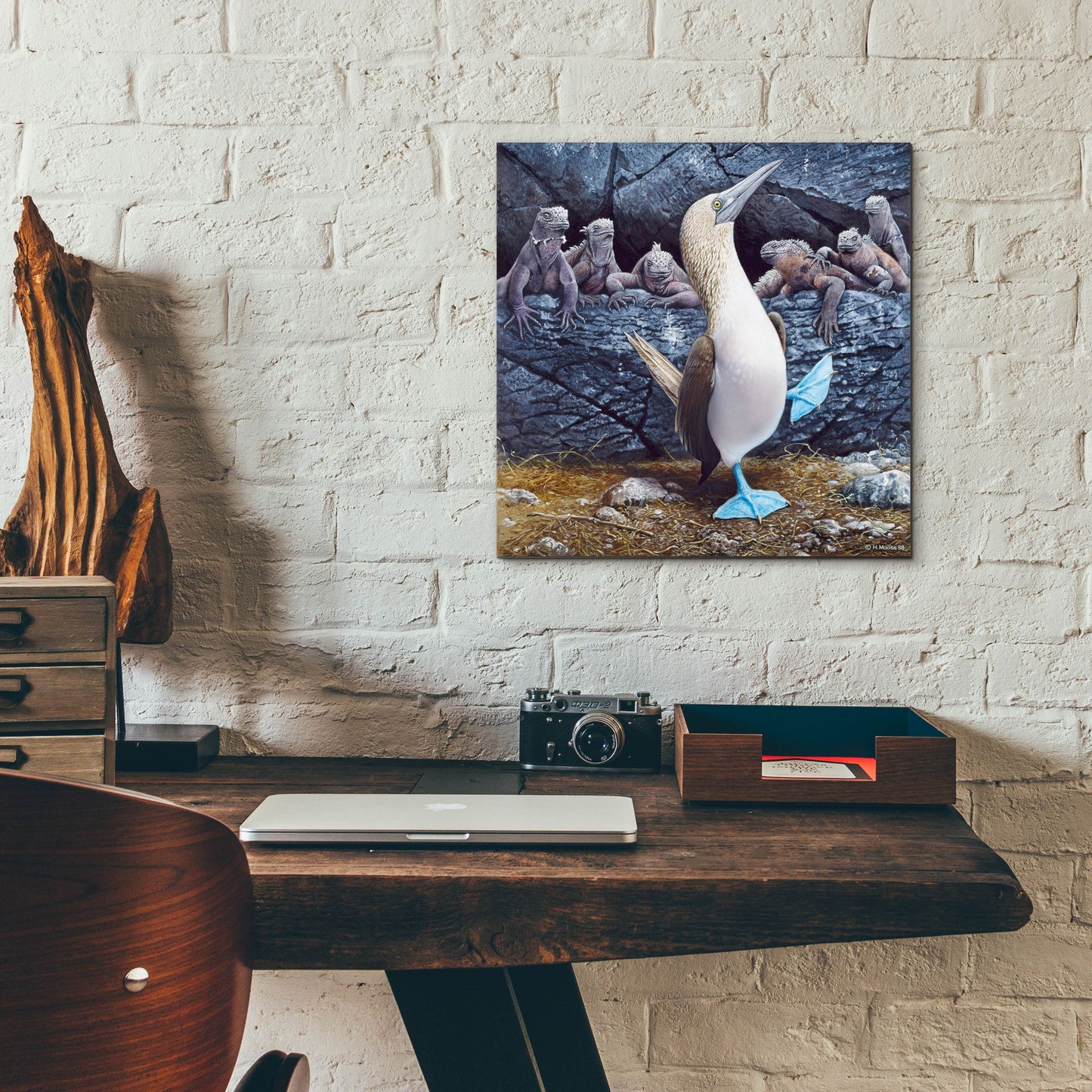 Epic Art 'Blue Footed Boobies' by Harro Maass, Acrylic Glass Wall Art,12x12