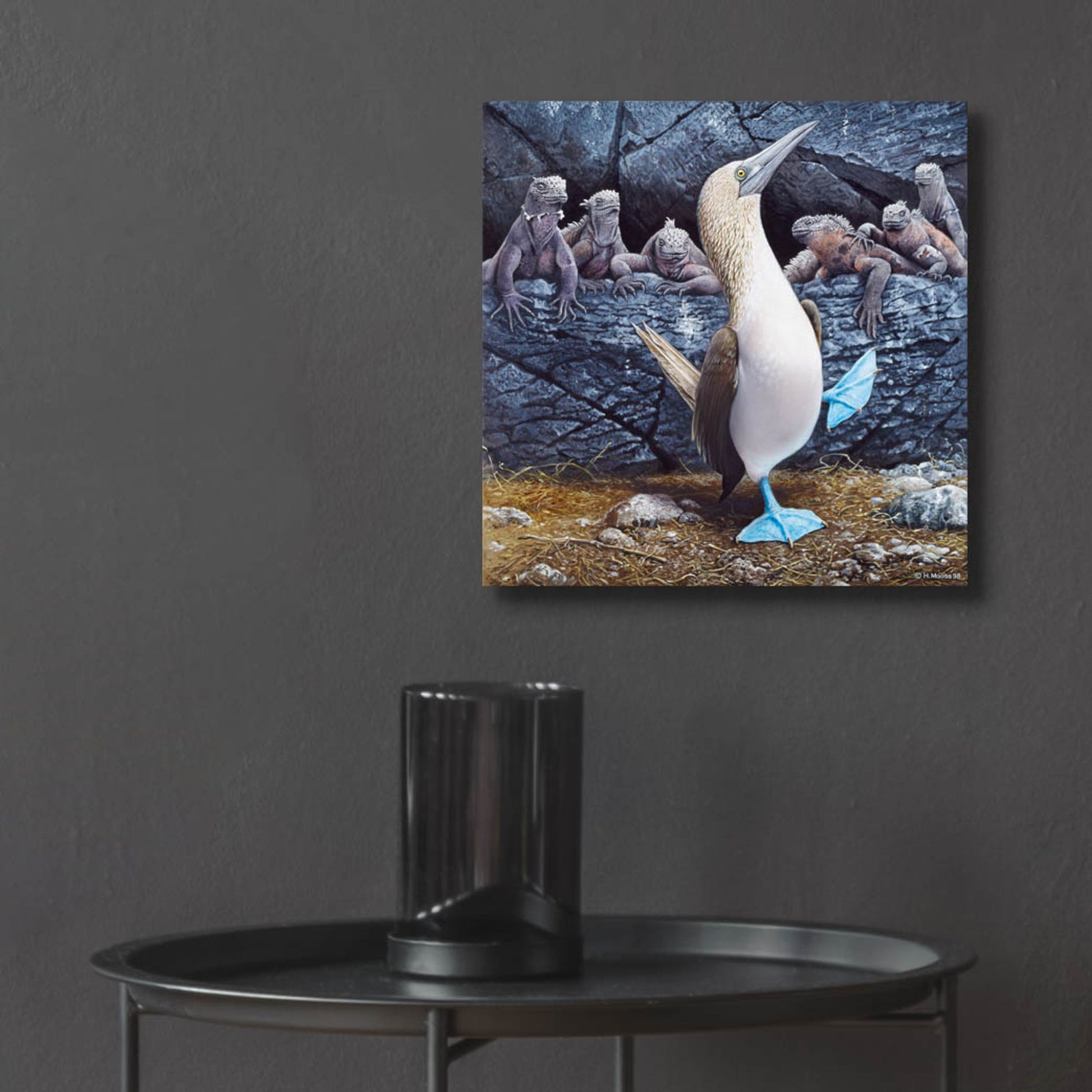 Epic Art 'Blue Footed Boobies' by Harro Maass, Acrylic Glass Wall Art,12x12