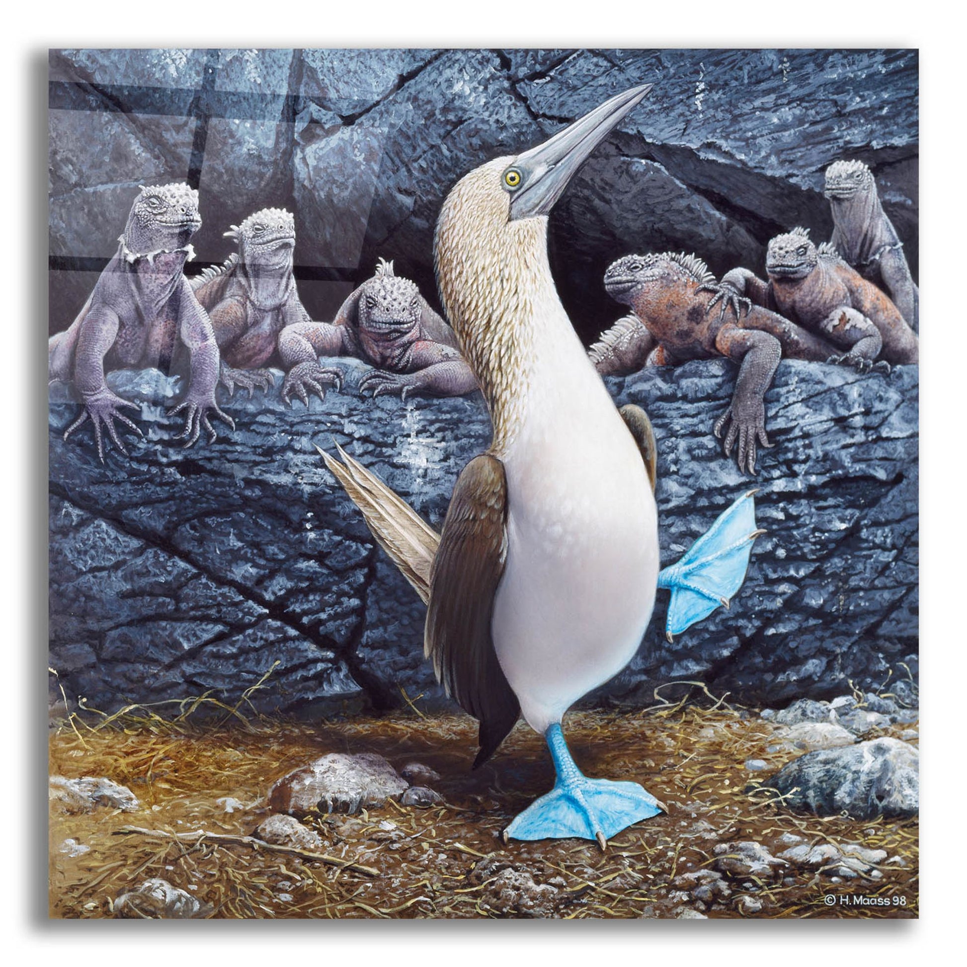 Epic Art 'Blue Footed Boobies' by Harro Maass, Acrylic Glass Wall Art,12x12