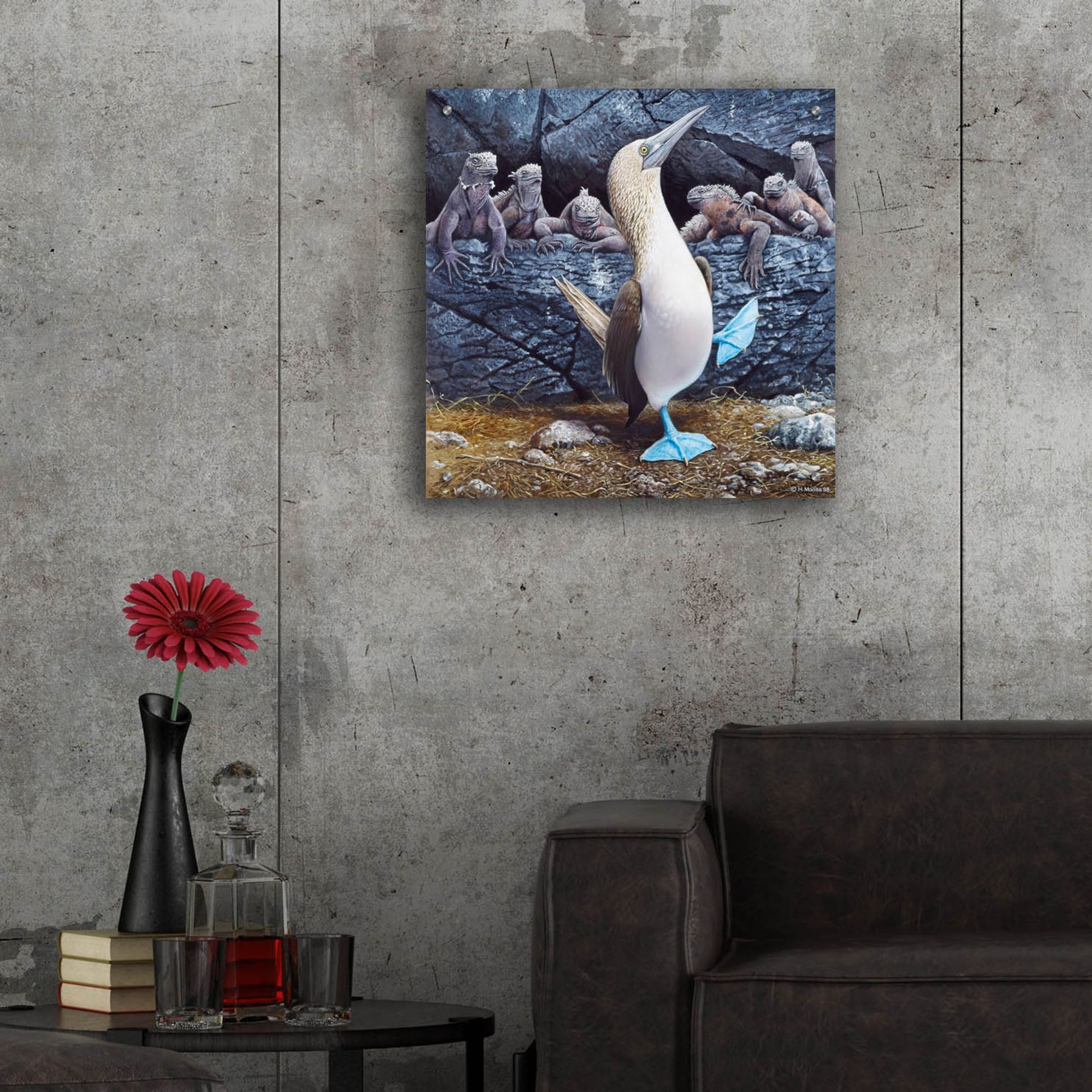 Epic Art 'Blue Footed Boobies' by Harro Maass, Acrylic Glass Wall Art,24x24