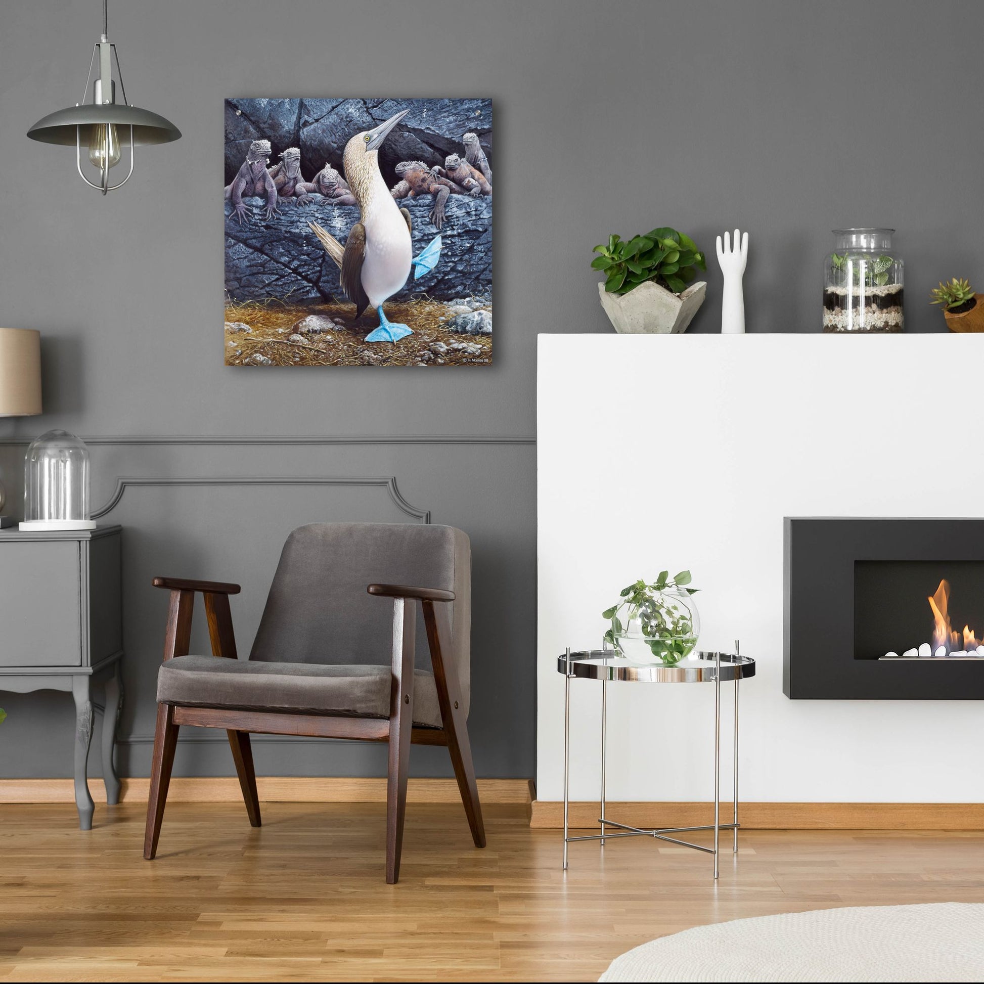 Epic Art 'Blue Footed Boobies' by Harro Maass, Acrylic Glass Wall Art,24x24