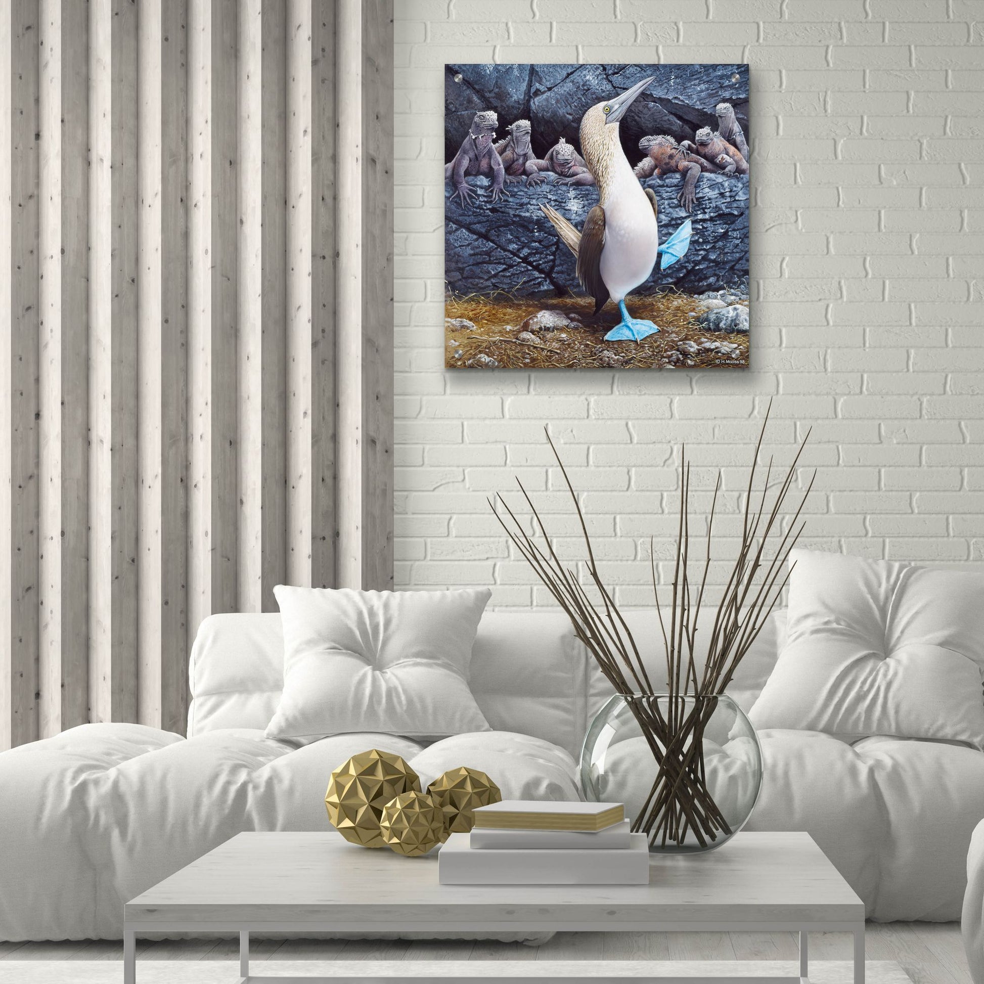 Epic Art 'Blue Footed Boobies' by Harro Maass, Acrylic Glass Wall Art,24x24