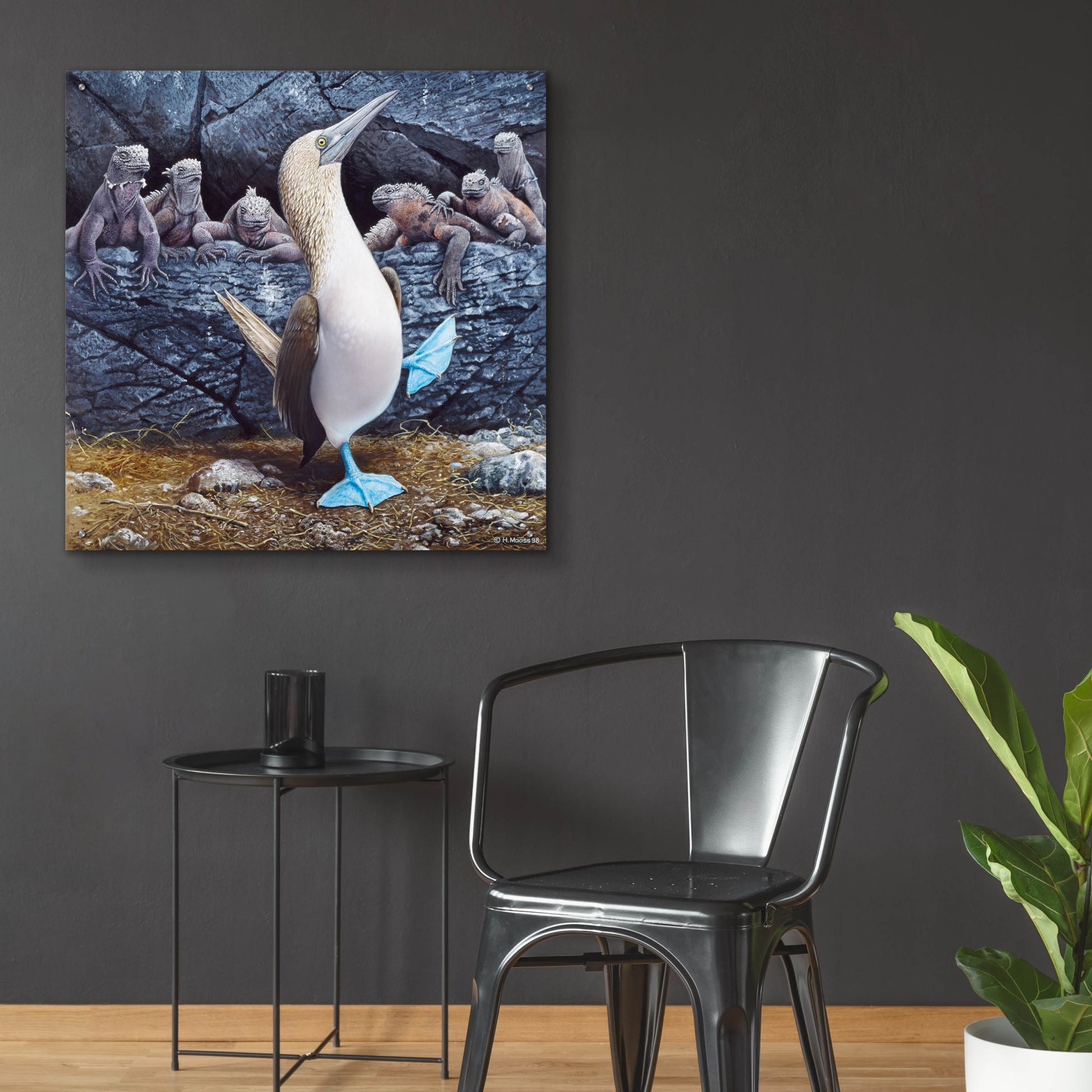 Epic Art 'Blue Footed Boobies' by Harro Maass, Acrylic Glass Wall Art,36x36