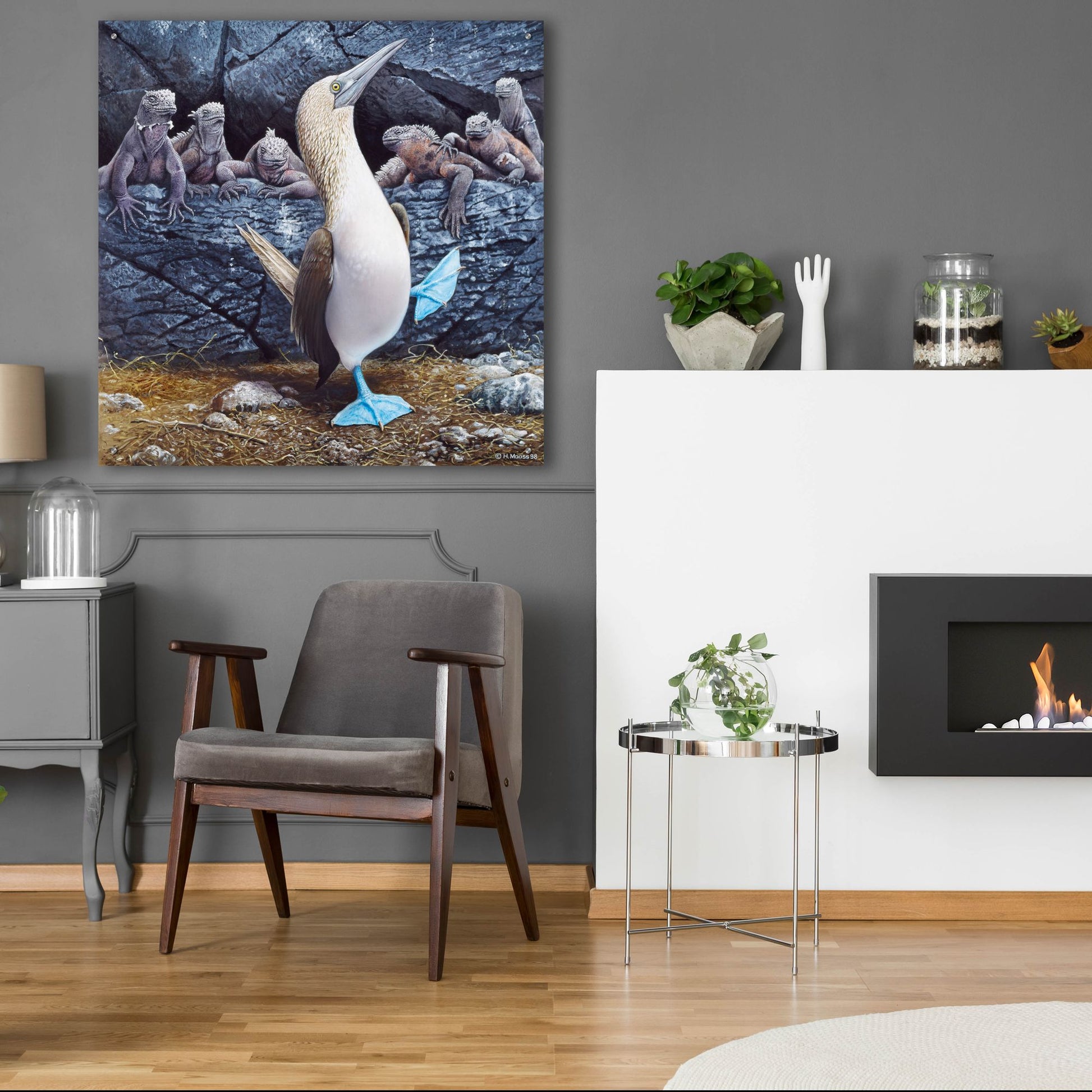 Epic Art 'Blue Footed Boobies' by Harro Maass, Acrylic Glass Wall Art,36x36