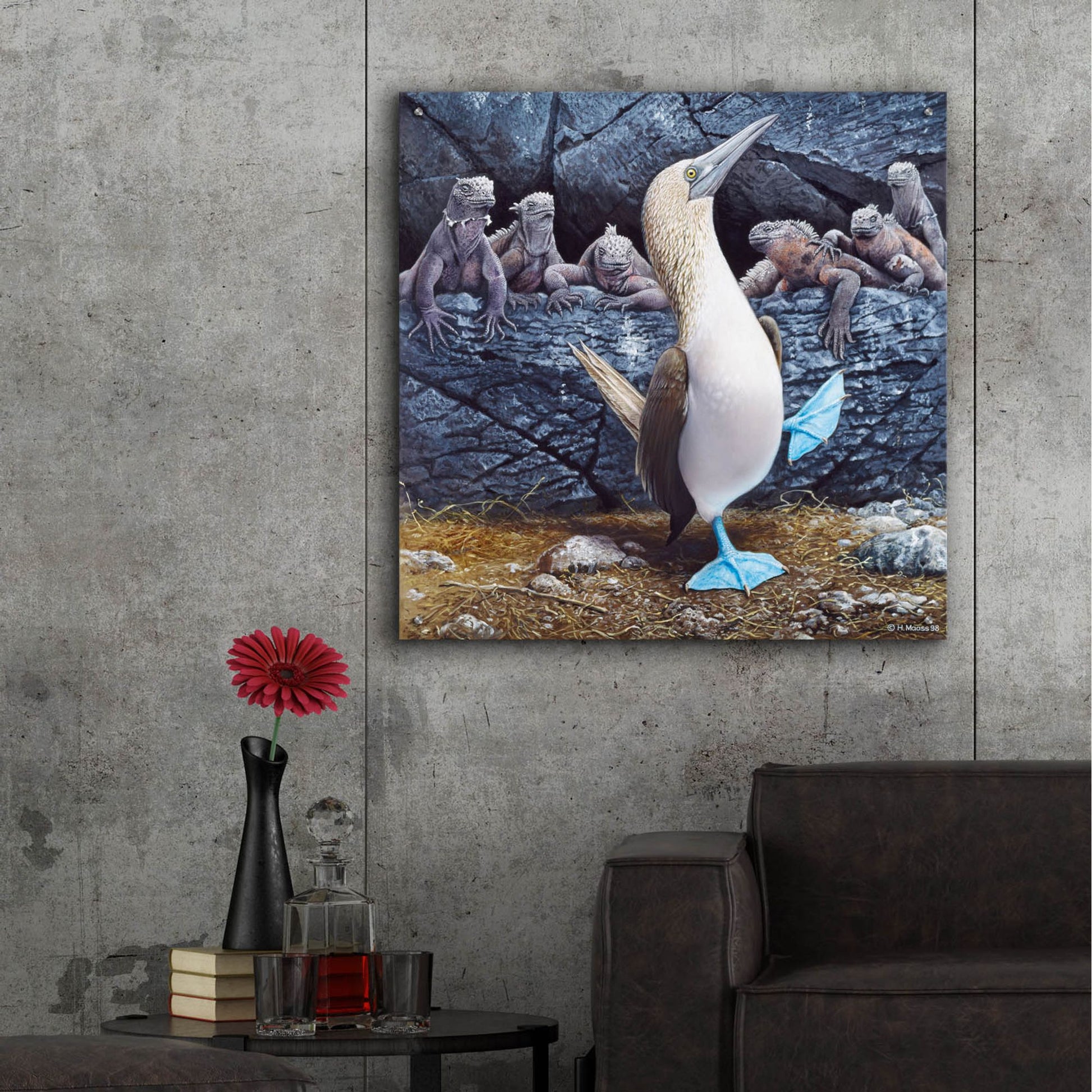 Epic Art 'Blue Footed Boobies' by Harro Maass, Acrylic Glass Wall Art,36x36