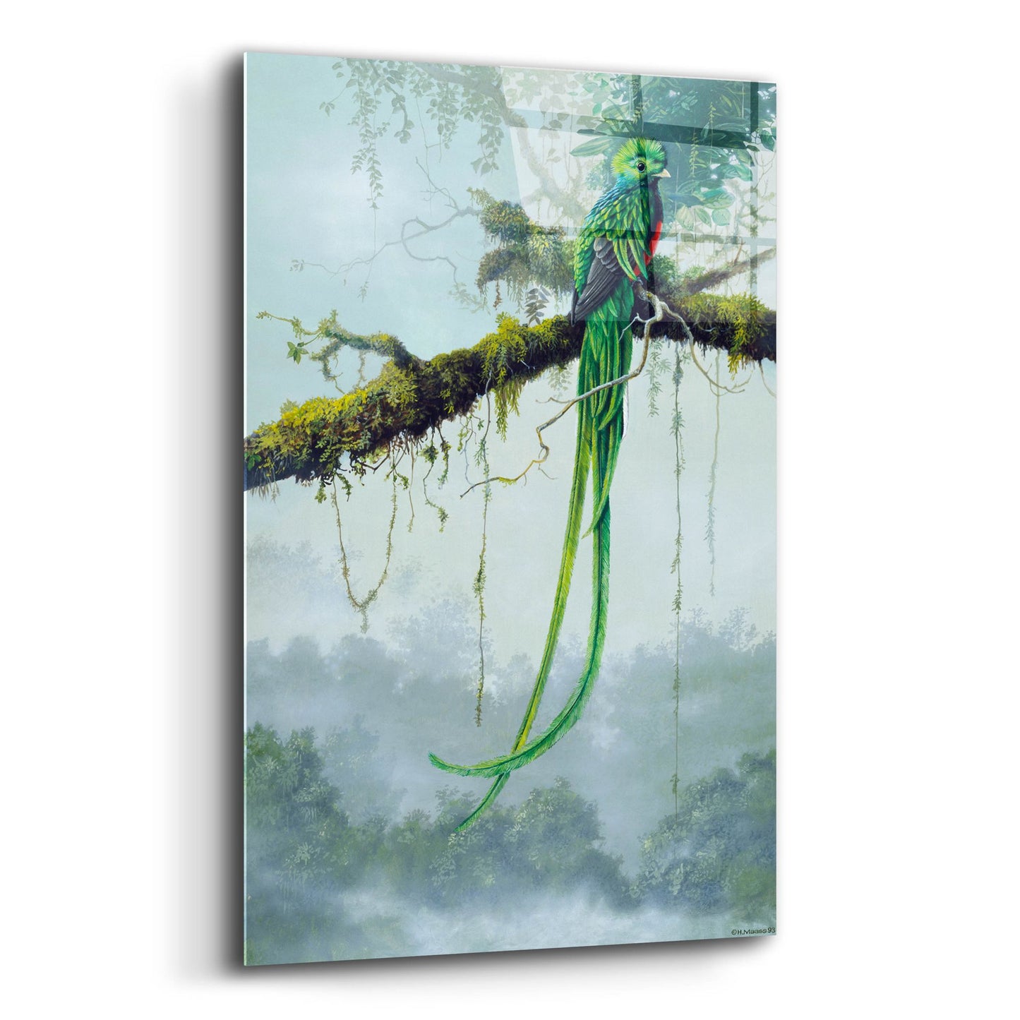 Epic Art 'Resplendent Quetzal' by Harro Maass, Acrylic Glass Wall Art,12x16