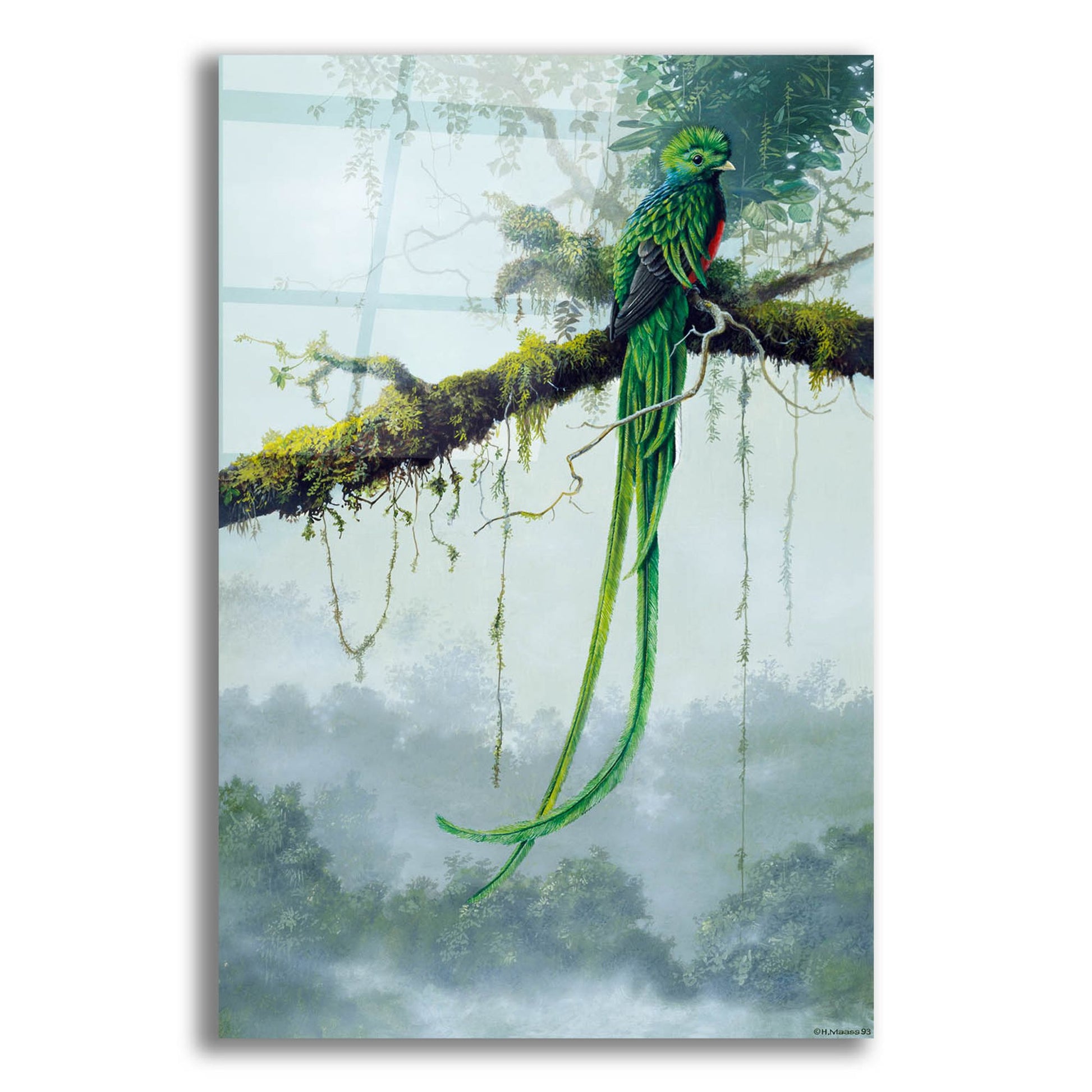 Epic Art 'Resplendent Quetzal' by Harro Maass, Acrylic Glass Wall Art,12x16