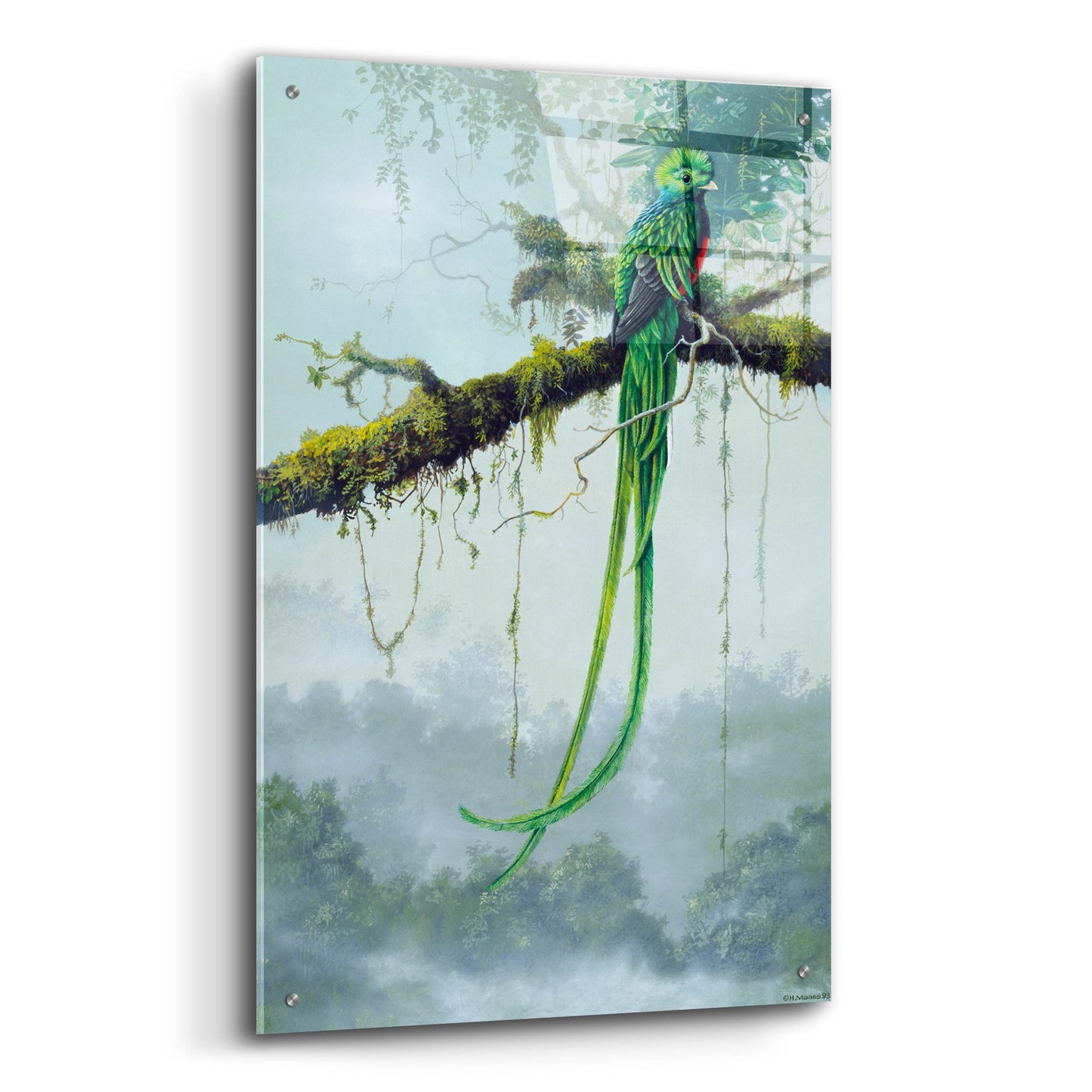 Epic Art 'Resplendent Quetzal' by Harro Maass, Acrylic Glass Wall Art,24x36