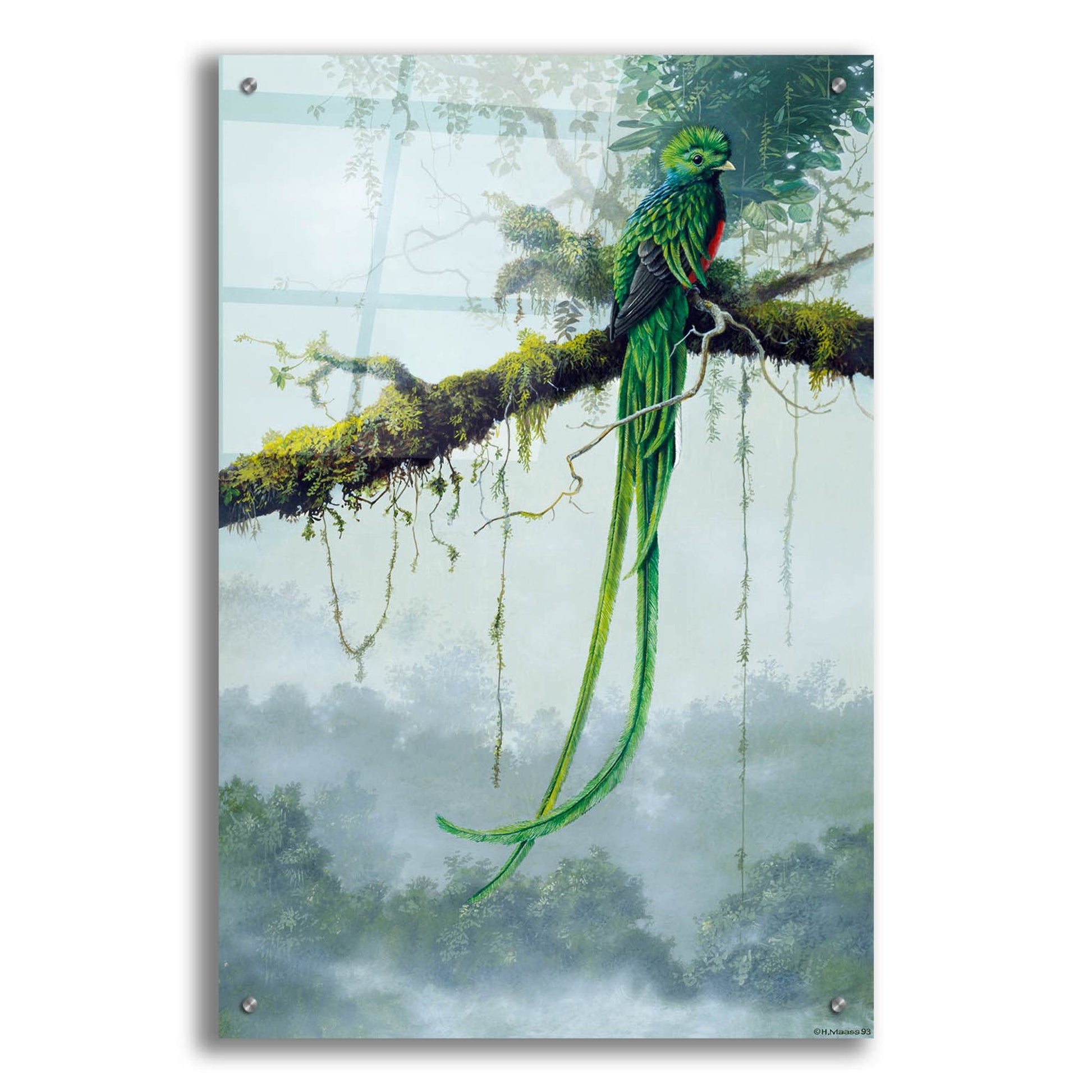 Epic Art 'Resplendent Quetzal' by Harro Maass, Acrylic Glass Wall Art,24x36