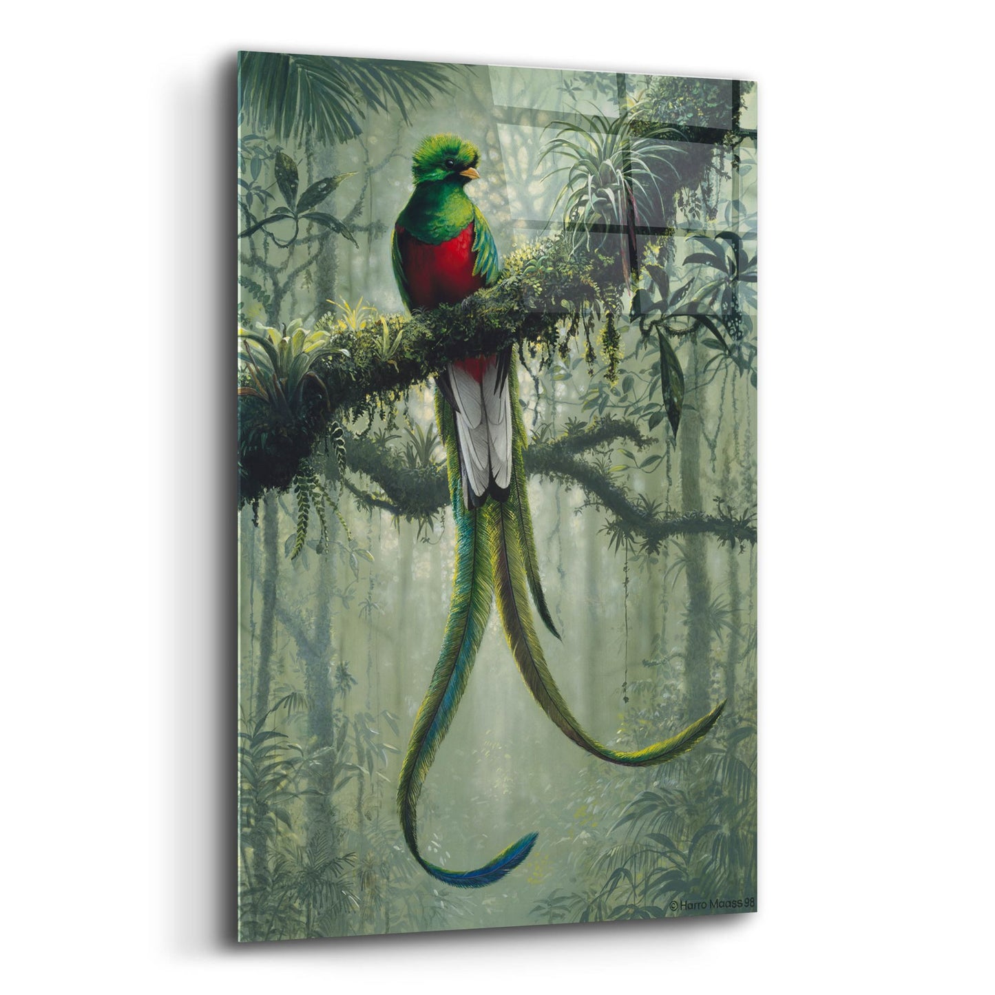 Epic Art 'Resplendent Quetzal 2' by Harro Maass, Acrylic Glass Wall Art,12x16