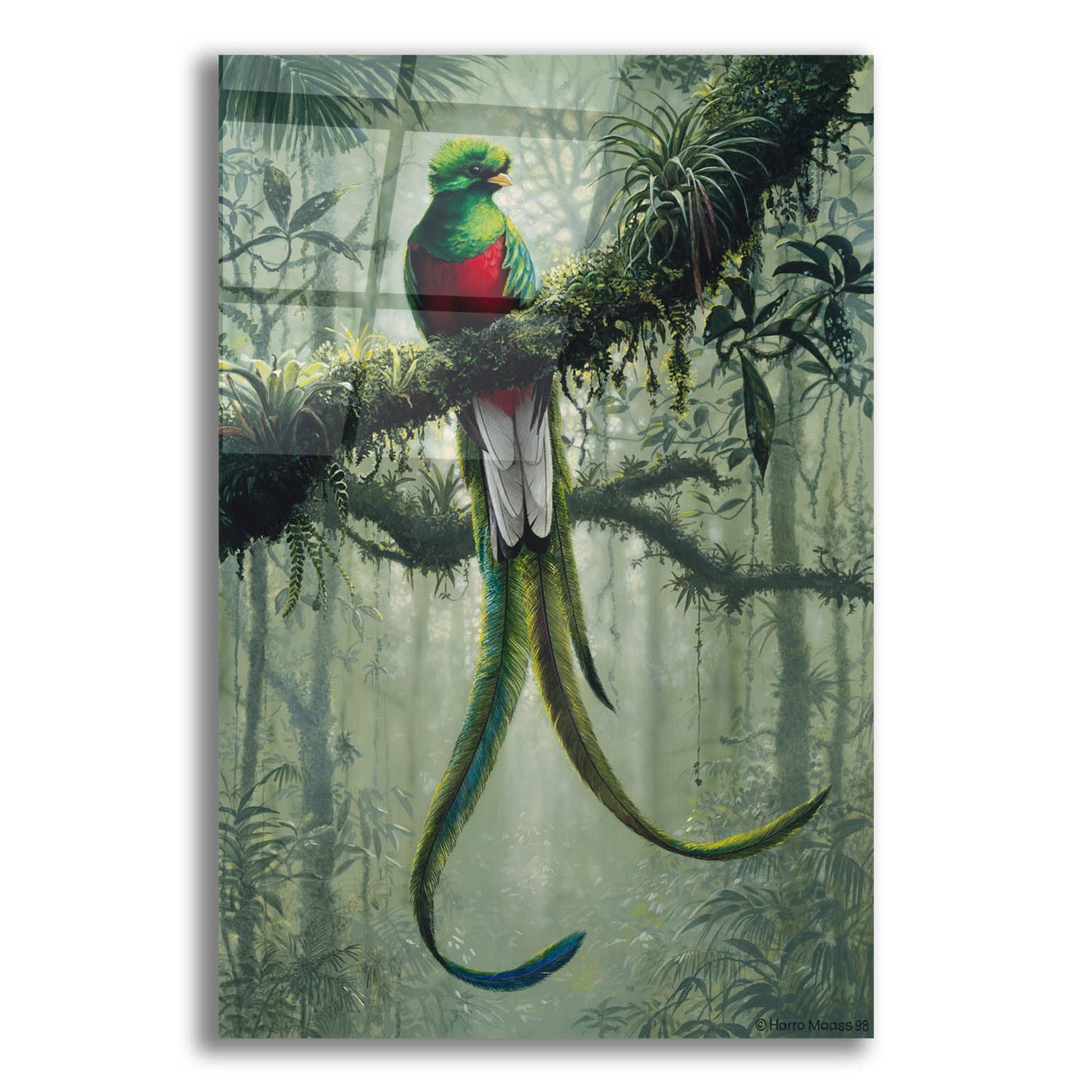 Epic Art 'Resplendent Quetzal 2' by Harro Maass, Acrylic Glass Wall Art,12x16