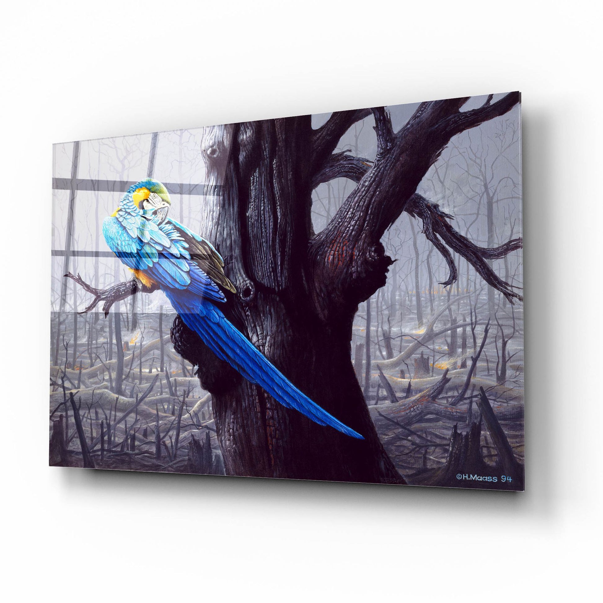 Epic Art 'Blue And Yellow Macaw In Burned Forest' by Harro Maass, Acrylic Glass Wall Art,16x12