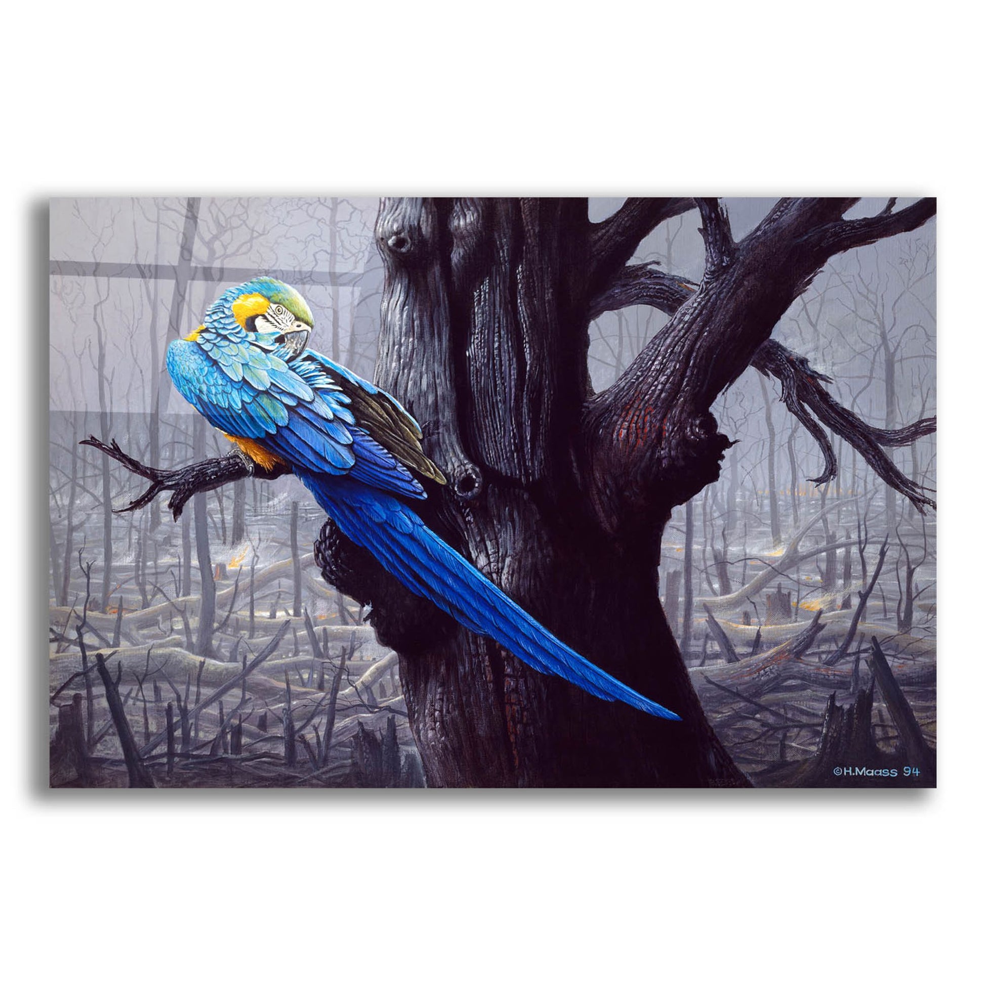 Epic Art 'Blue And Yellow Macaw In Burned Forest' by Harro Maass, Acrylic Glass Wall Art,16x12