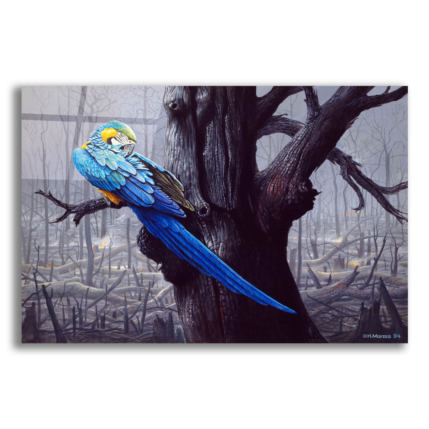 Epic Art 'Blue And Yellow Macaw In Burned Forest' by Harro Maass, Acrylic Glass Wall Art,24x16