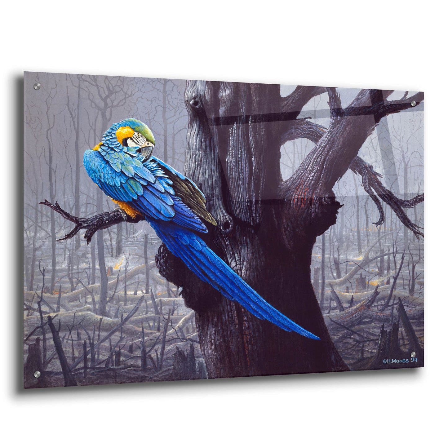 Epic Art 'Blue And Yellow Macaw In Burned Forest' by Harro Maass, Acrylic Glass Wall Art,36x24