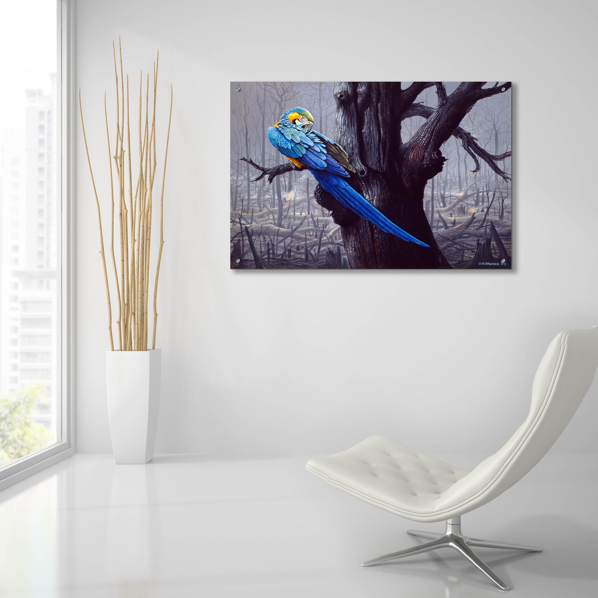 Epic Art 'Blue And Yellow Macaw In Burned Forest' by Harro Maass, Acrylic Glass Wall Art,36x24