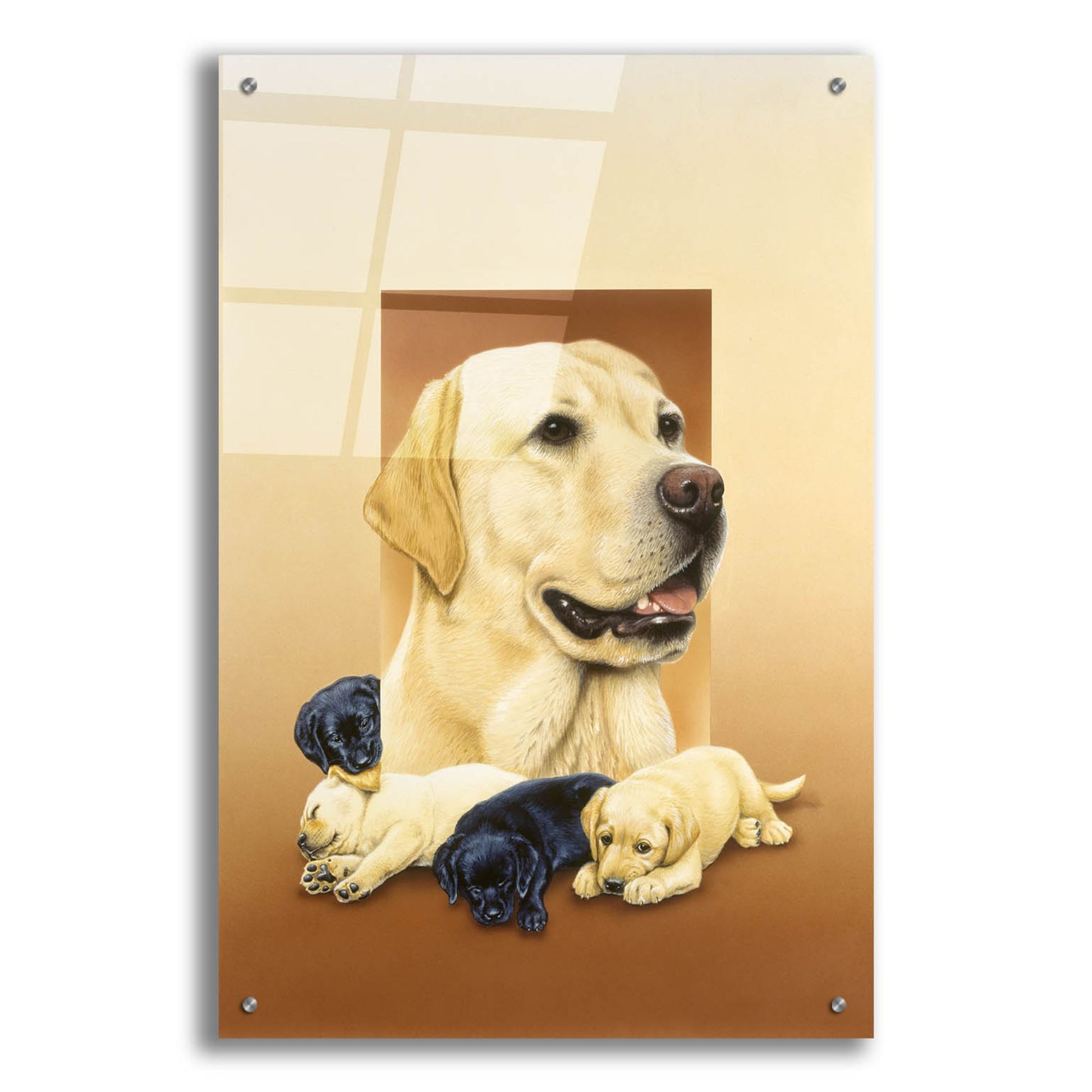 Epic Art 'Labradors' by Harro Maass, Acrylic Glass Wall Art,24x36