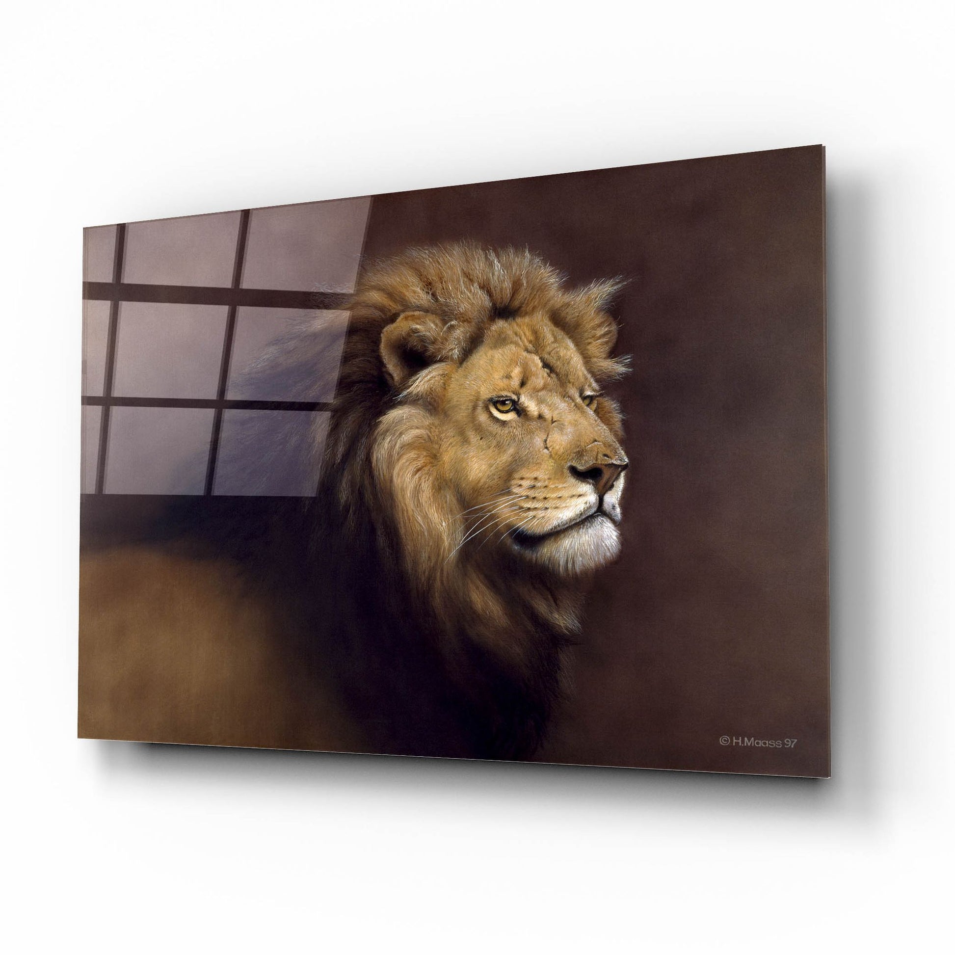Epic Art 'Lion Male' by Harro Maass, Acrylic Glass Wall Art,16x12