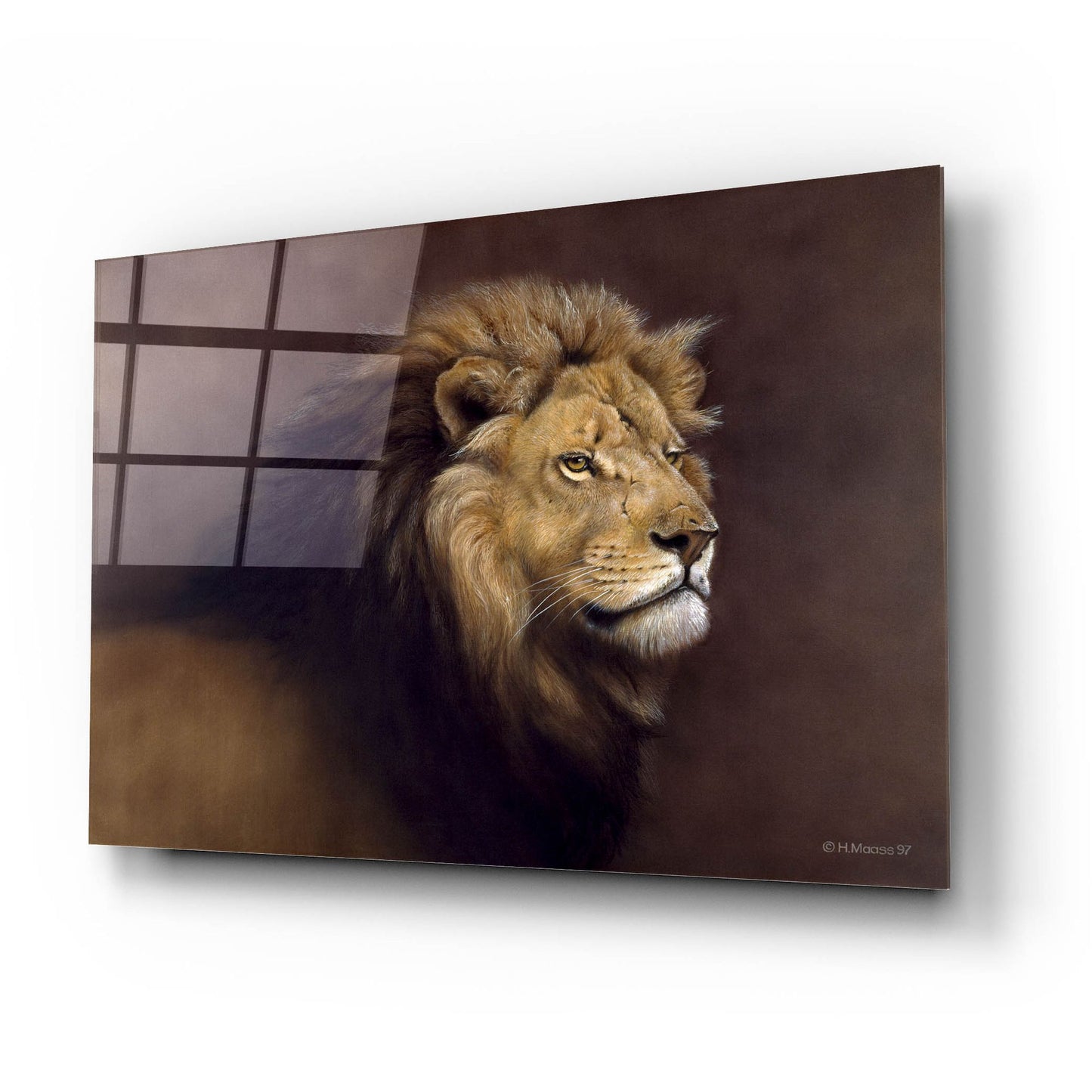 Epic Art 'Lion Male' by Harro Maass, Acrylic Glass Wall Art,24x16