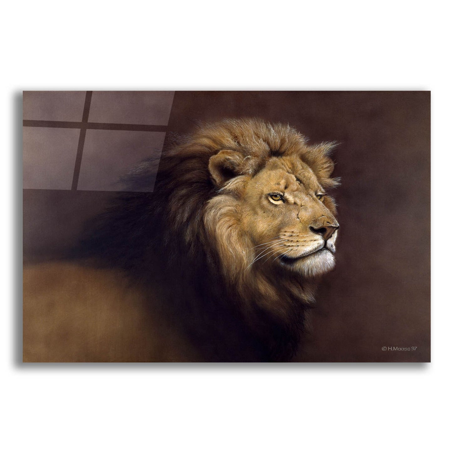 Epic Art 'Lion Male' by Harro Maass, Acrylic Glass Wall Art,24x16