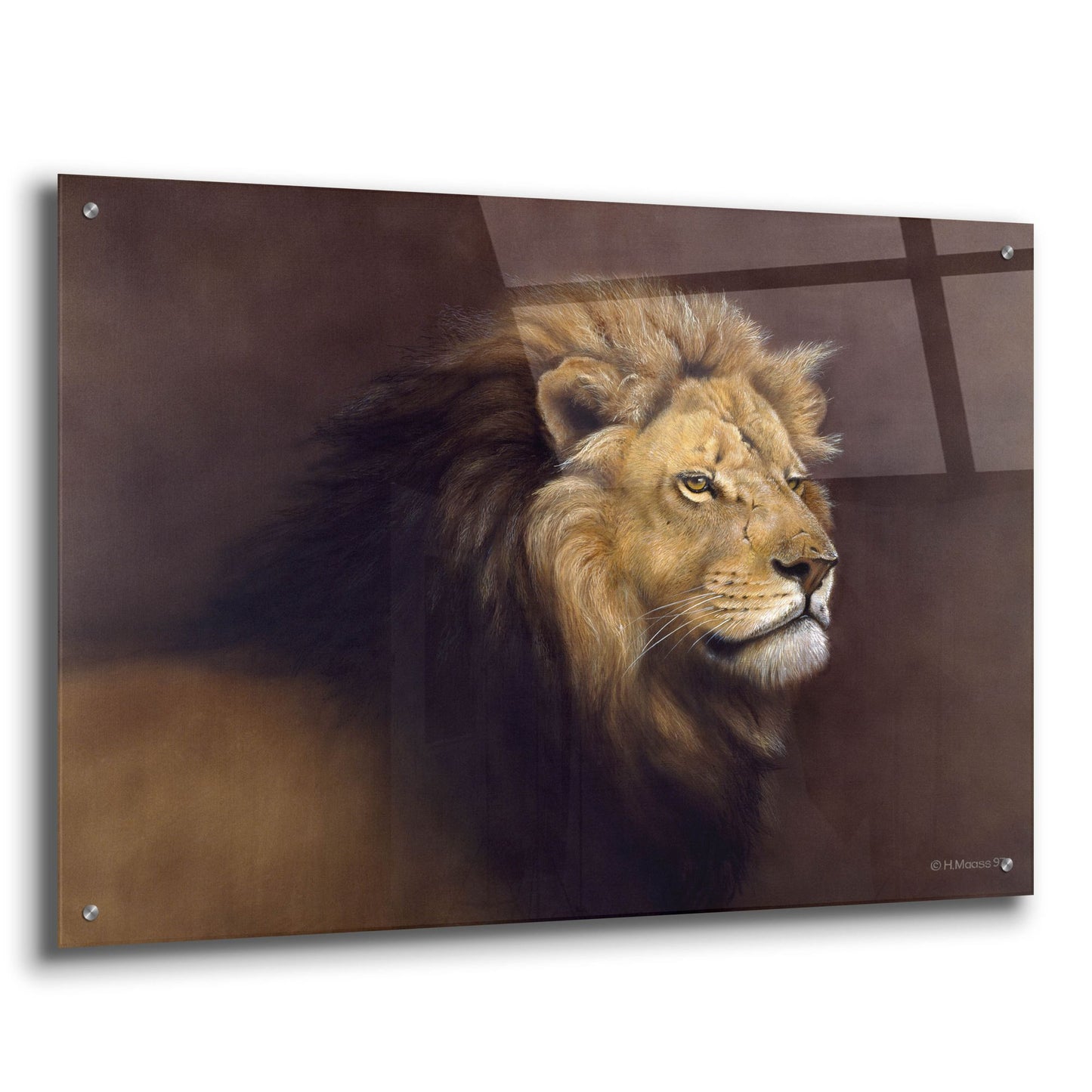 Epic Art 'Lion Male' by Harro Maass, Acrylic Glass Wall Art,36x24