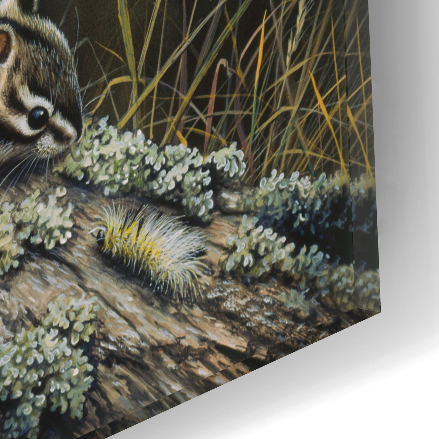 Epic Art 'Eastern Chipmunk' by Harro Maass, Acrylic Glass Wall Art,16x12