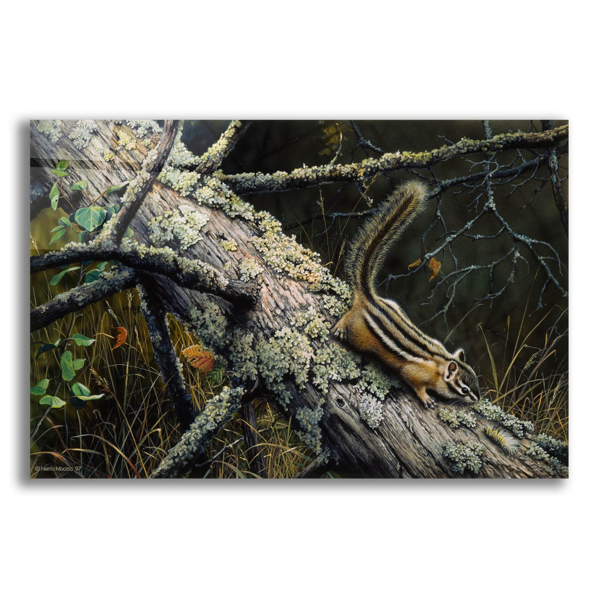 Epic Art 'Eastern Chipmunk' by Harro Maass, Acrylic Glass Wall Art,16x12