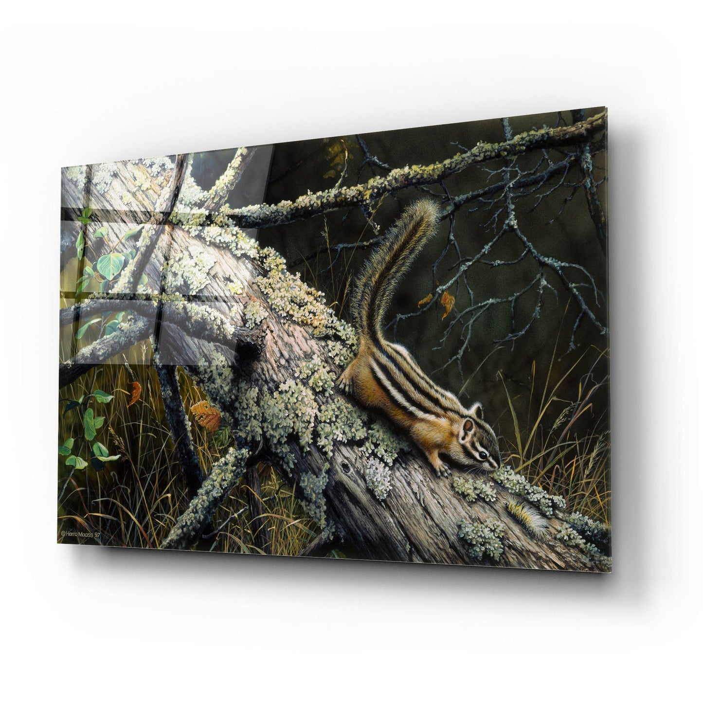 Epic Art 'Eastern Chipmunk' by Harro Maass, Acrylic Glass Wall Art,24x16