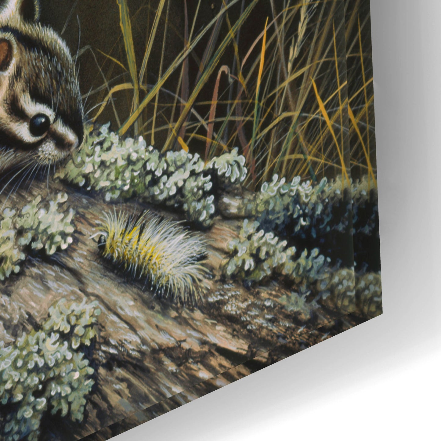 Epic Art 'Eastern Chipmunk' by Harro Maass, Acrylic Glass Wall Art,24x16