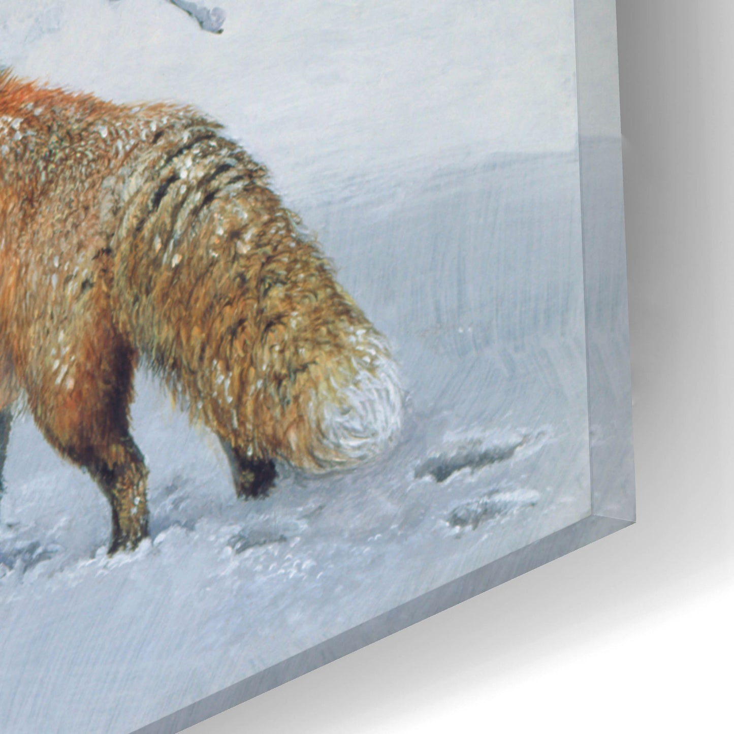 Epic Art 'Fox In Snow' by Harro Maass, Acrylic Glass Wall Art,12x16